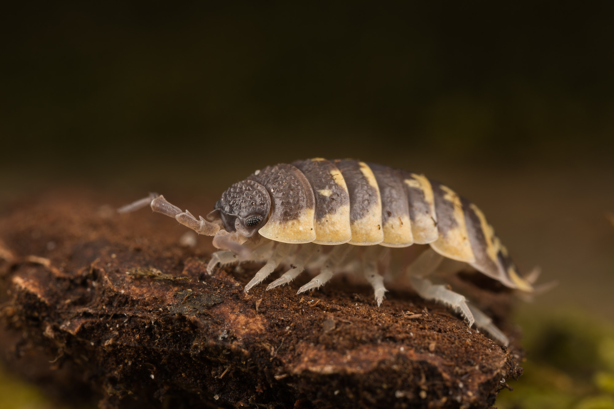 Canon MP-E 65mm F2.5 1-5x Macro Photo sample photo. Porcellio ornatus photography