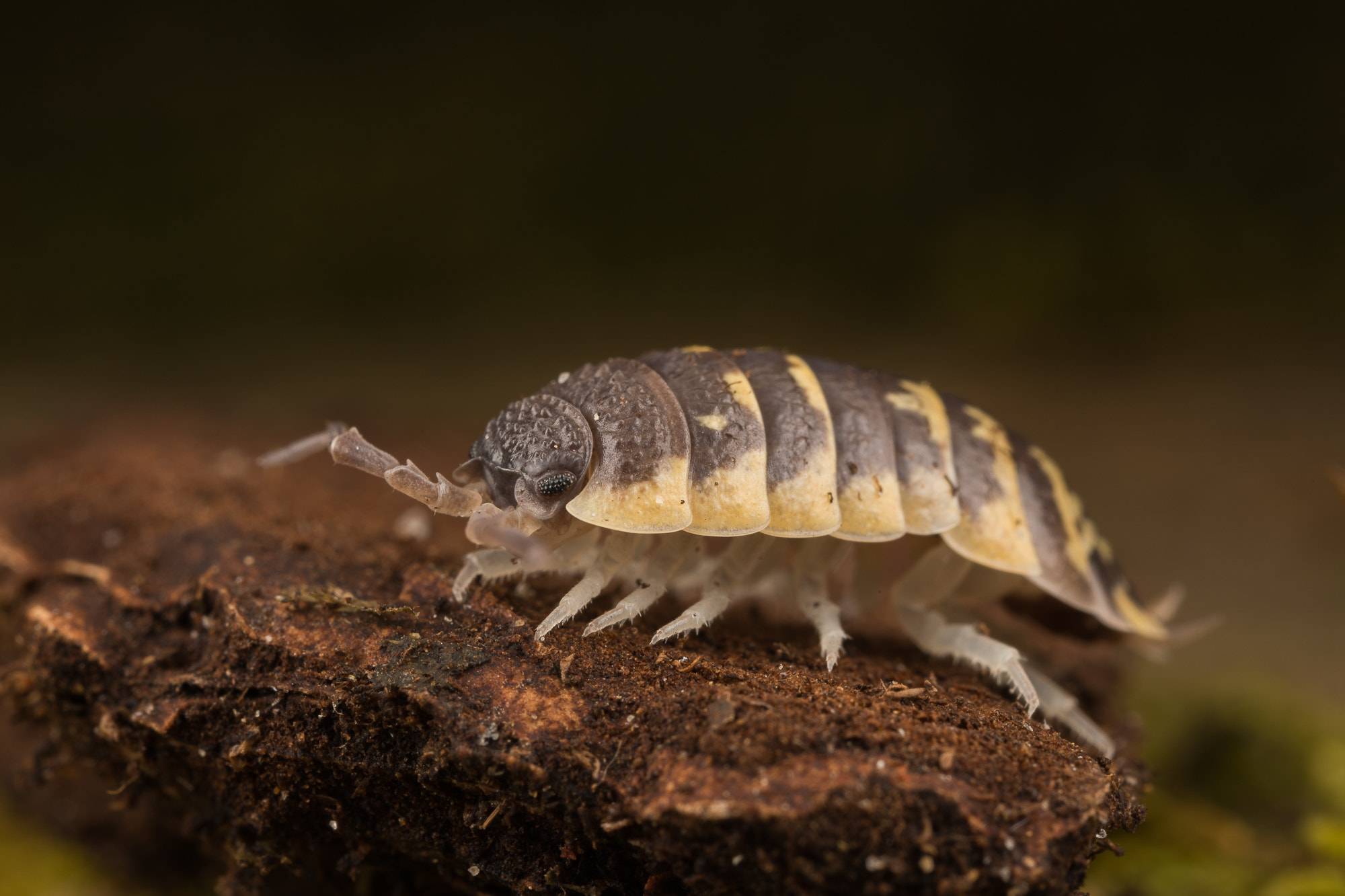 Canon EOS 5D Mark IV + Canon MP-E 65mm F2.5 1-5x Macro Photo sample photo. Porcellio ornatus photography