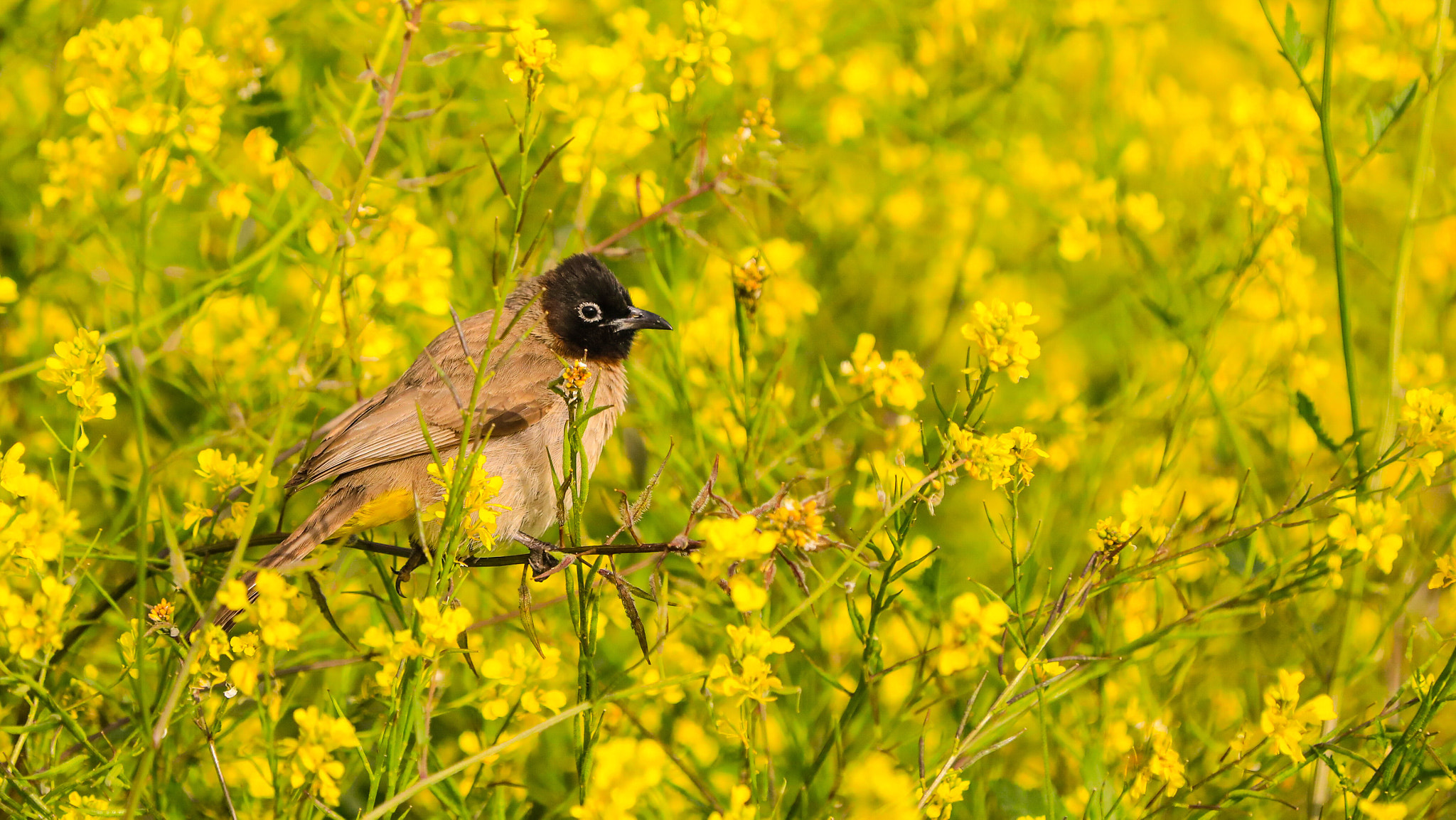 Canon EOS 5D Mark IV + Canon EF 70-200mm F2.8L IS II USM sample photo