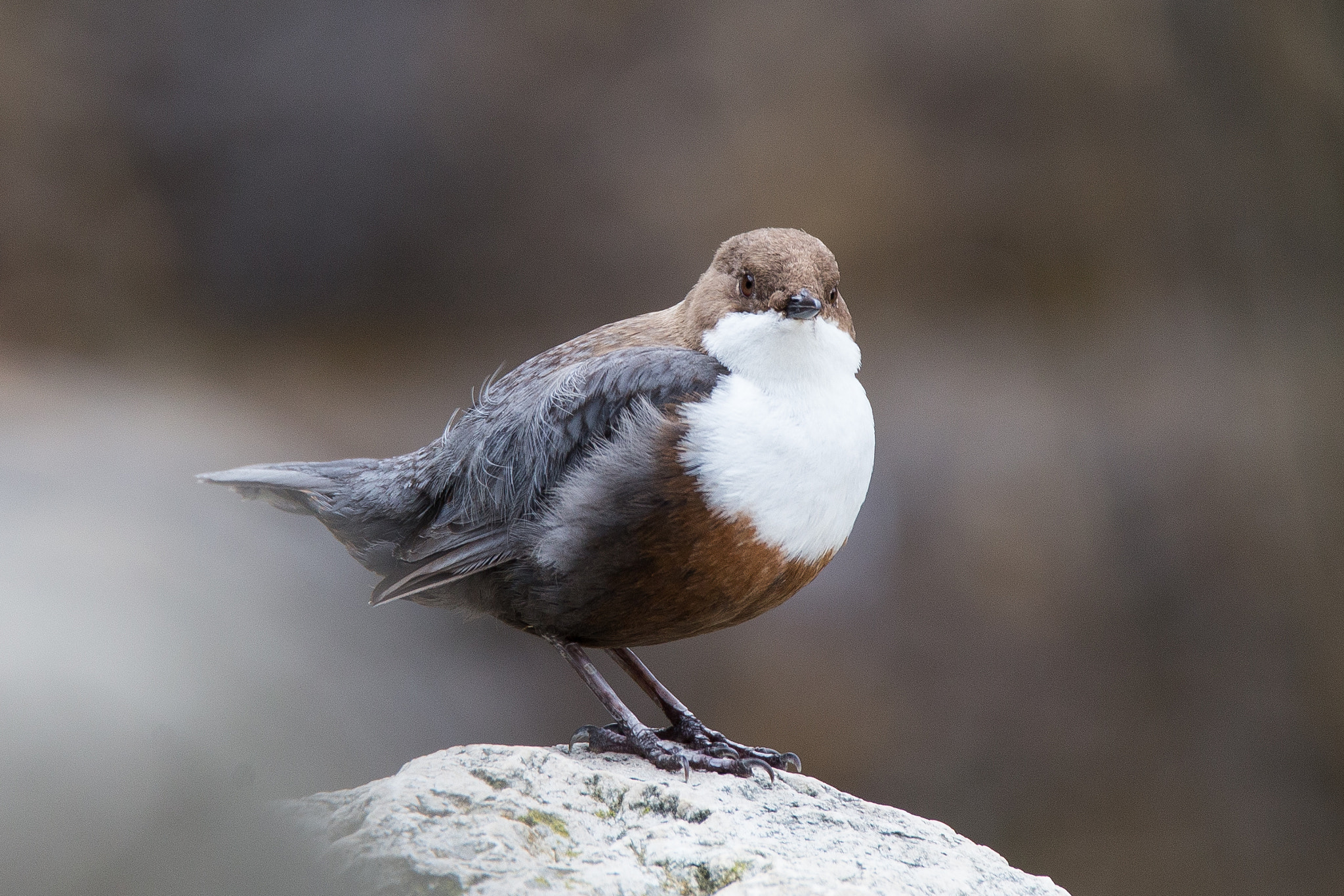 Tamron SP 150-600mm F5-6.3 Di VC USD sample photo. Cincle plongeur photography