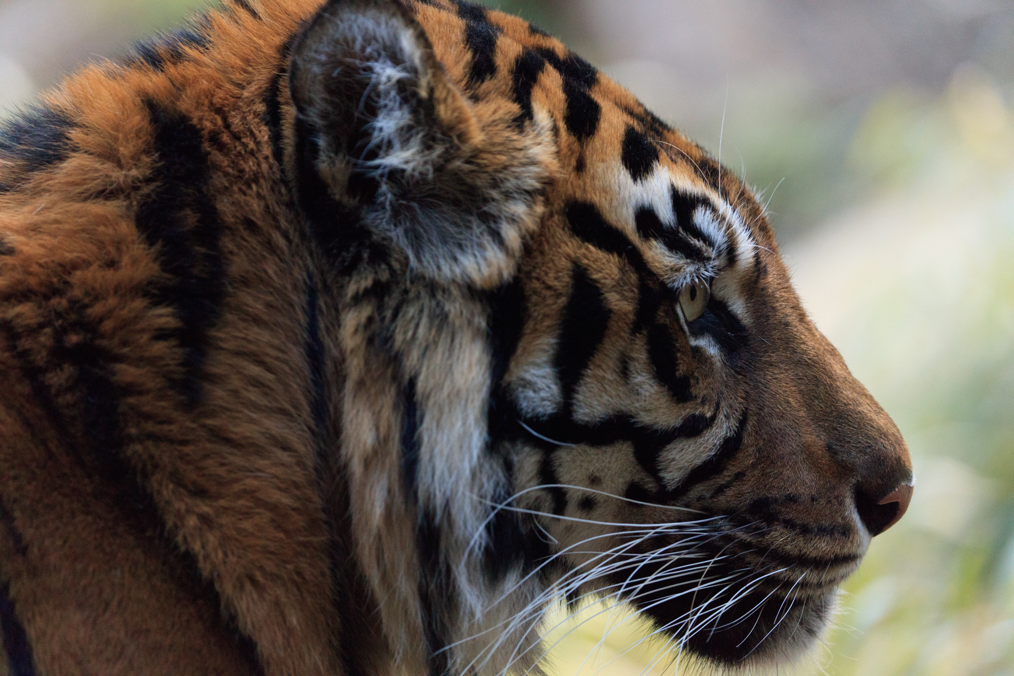 Canon EOS 5DS sample photo. Tiger photography