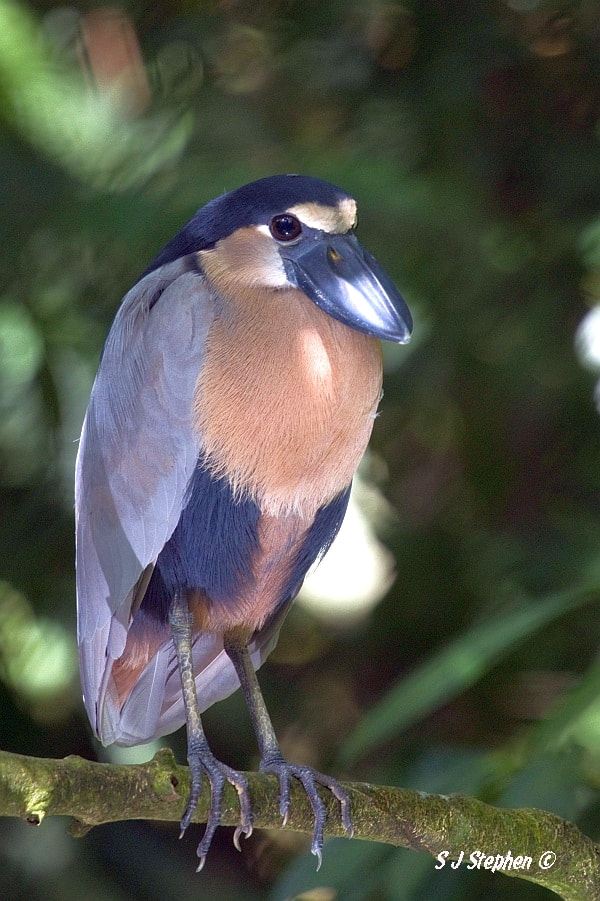 Canon EF 500mm F4L IS USM sample photo. Boat billed heron photography