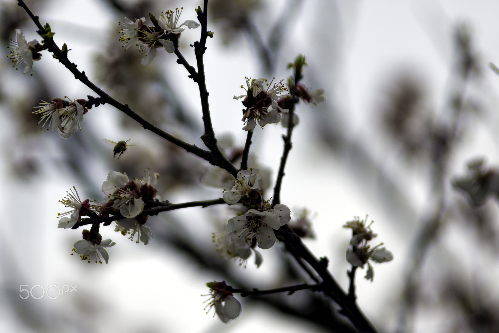 Nikon D610 sample photo. A bee flying around a blossomed almond tree. photography