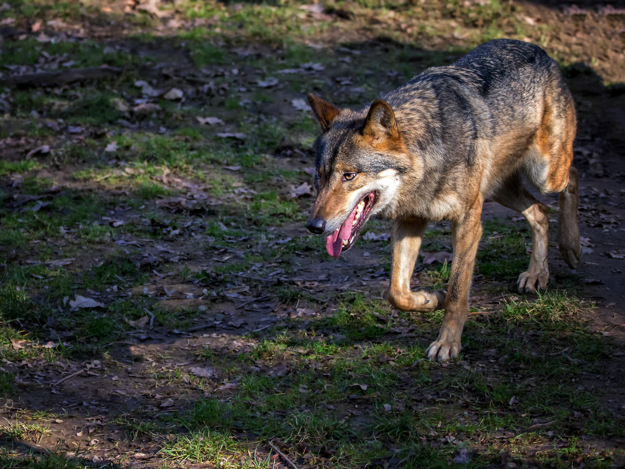 150-600mm F5-6.3 DG OS HSM | Contemporary 015 sample photo. Wolf on a walk... photography