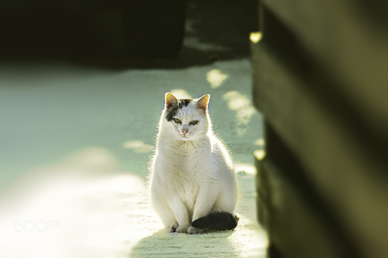Canon EOS 40D + Canon EF 70-300mm F4-5.6L IS USM sample photo. Posing cat photography