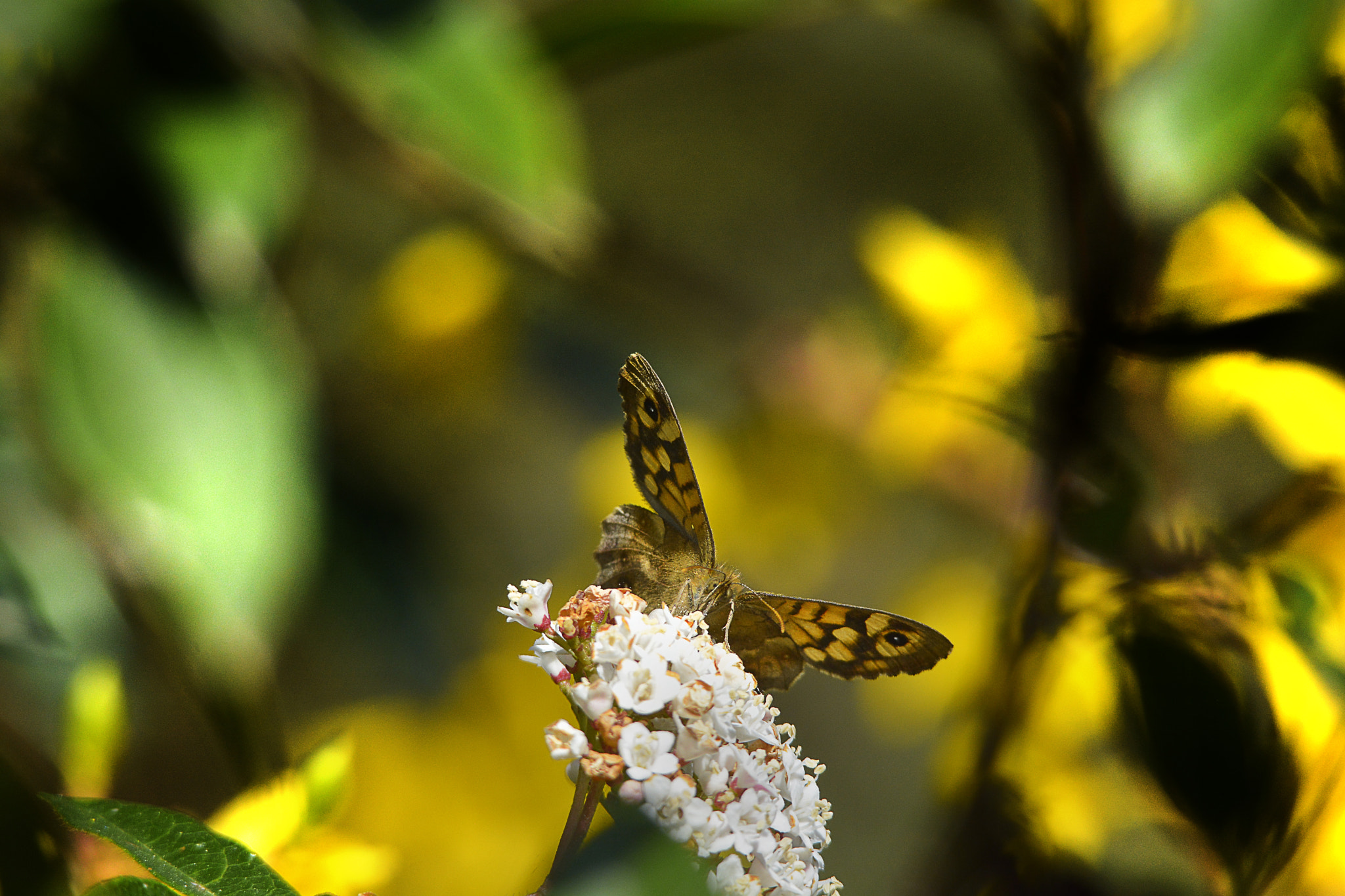 AF Micro-Nikkor 105mm f/2.8 sample photo. Dsc photography