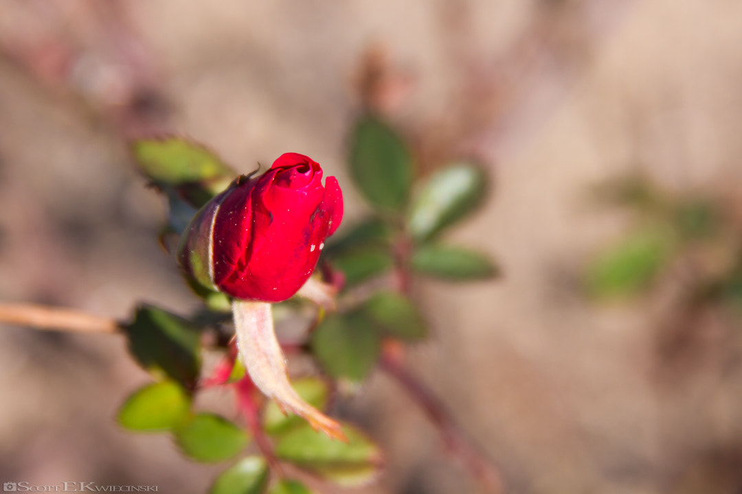 Canon EOS 7D + Canon EF 28-135mm F3.5-5.6 IS USM sample photo. Small red flower bud photography