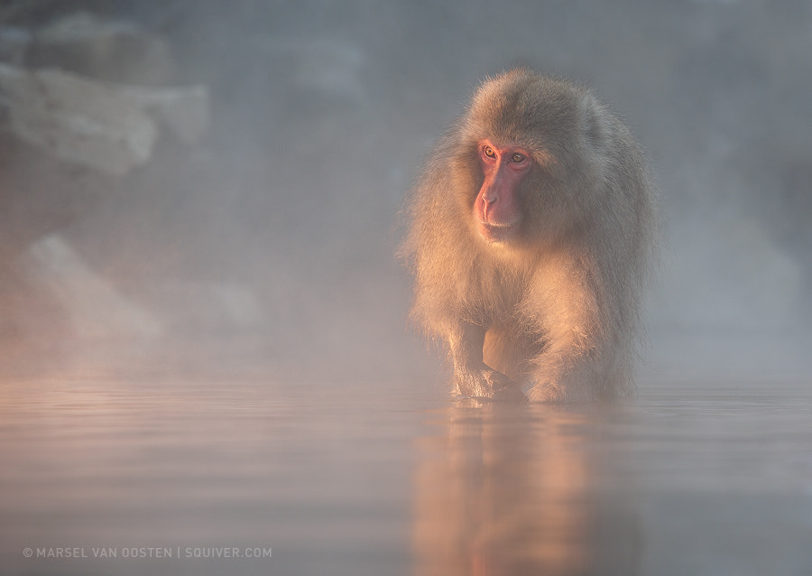 The Story Behind This Incredible Photo Of A Snow Monkey Using An