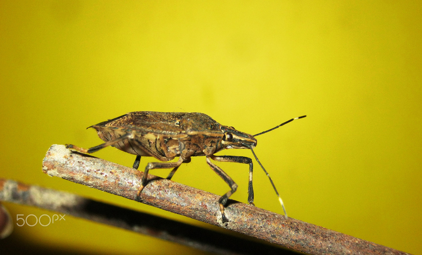 Canon PowerShot A800 sample photo. Id: brown marmorated stink bug as a model photography