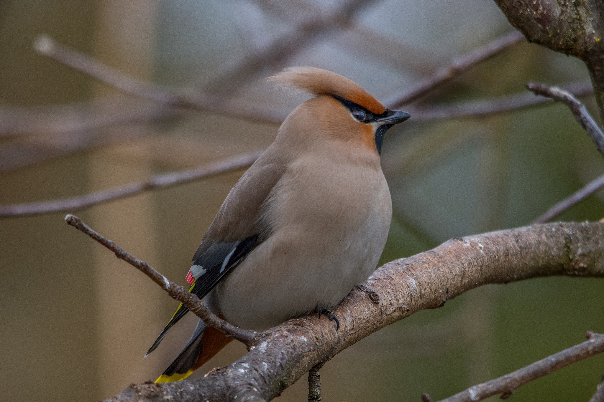 Nikon D7200 + Sigma 150-500mm F5-6.3 DG OS HSM sample photo. Bohemian waxwing photography