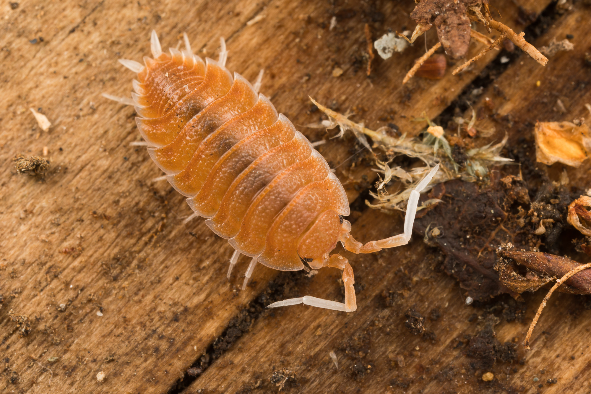 Canon MP-E 65mm F2.5 1-5x Macro Photo sample photo. Porcellio magnificus photography