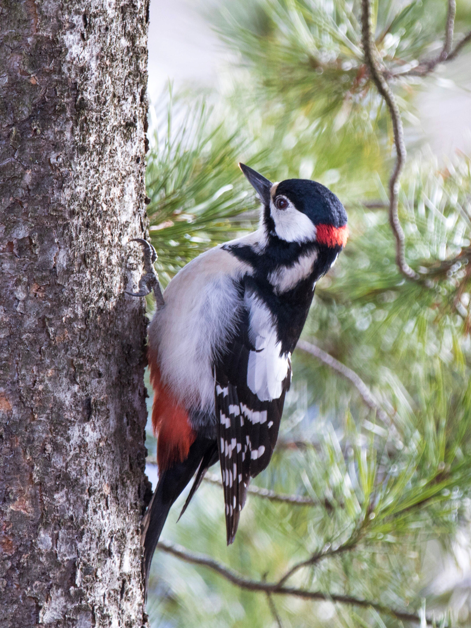 Canon EF 70-200mm F2.8L IS II USM sample photo. Spotted woodpecker photography