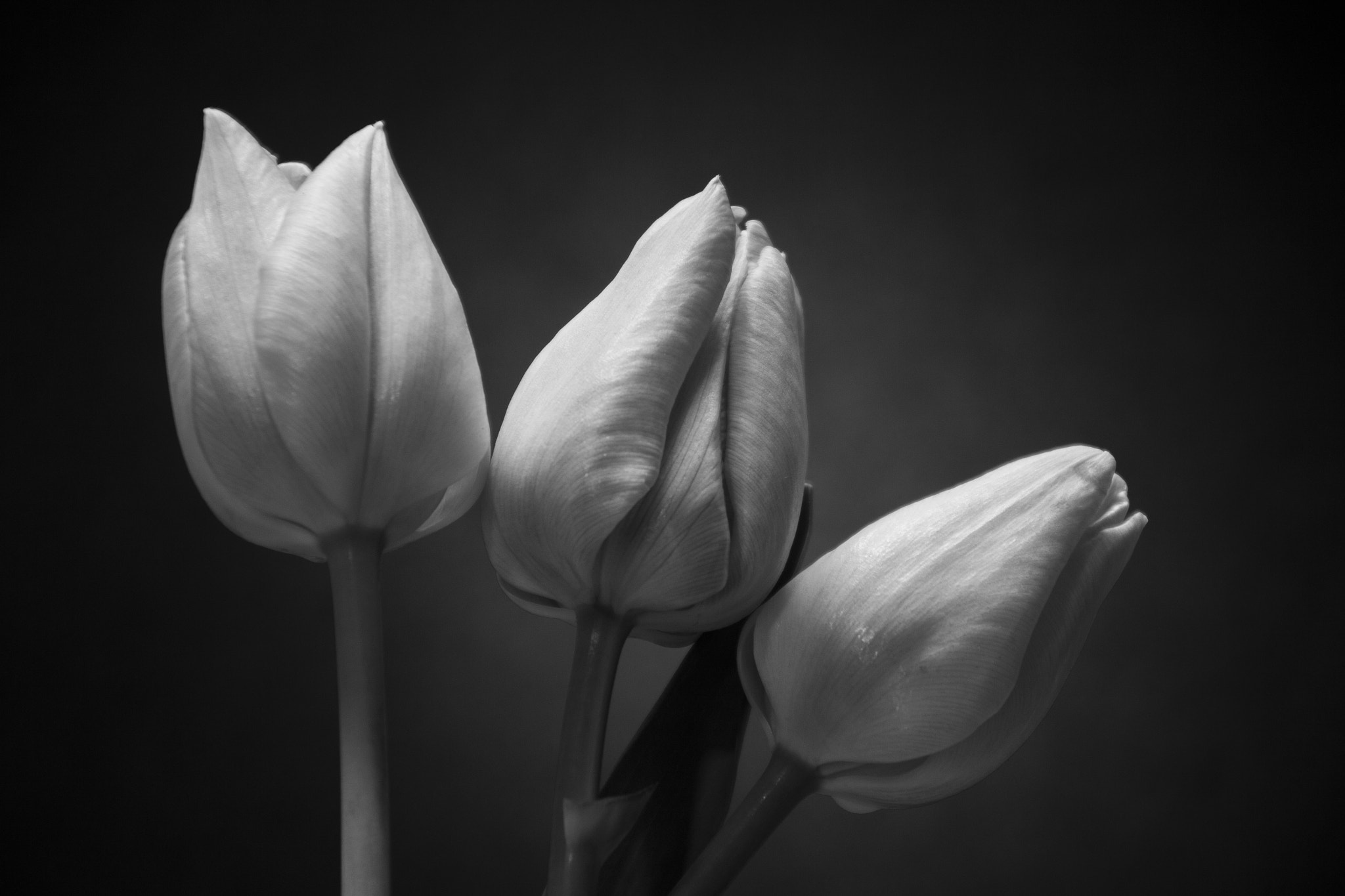 Canon EOS 60D sample photo. Tulipanes photography