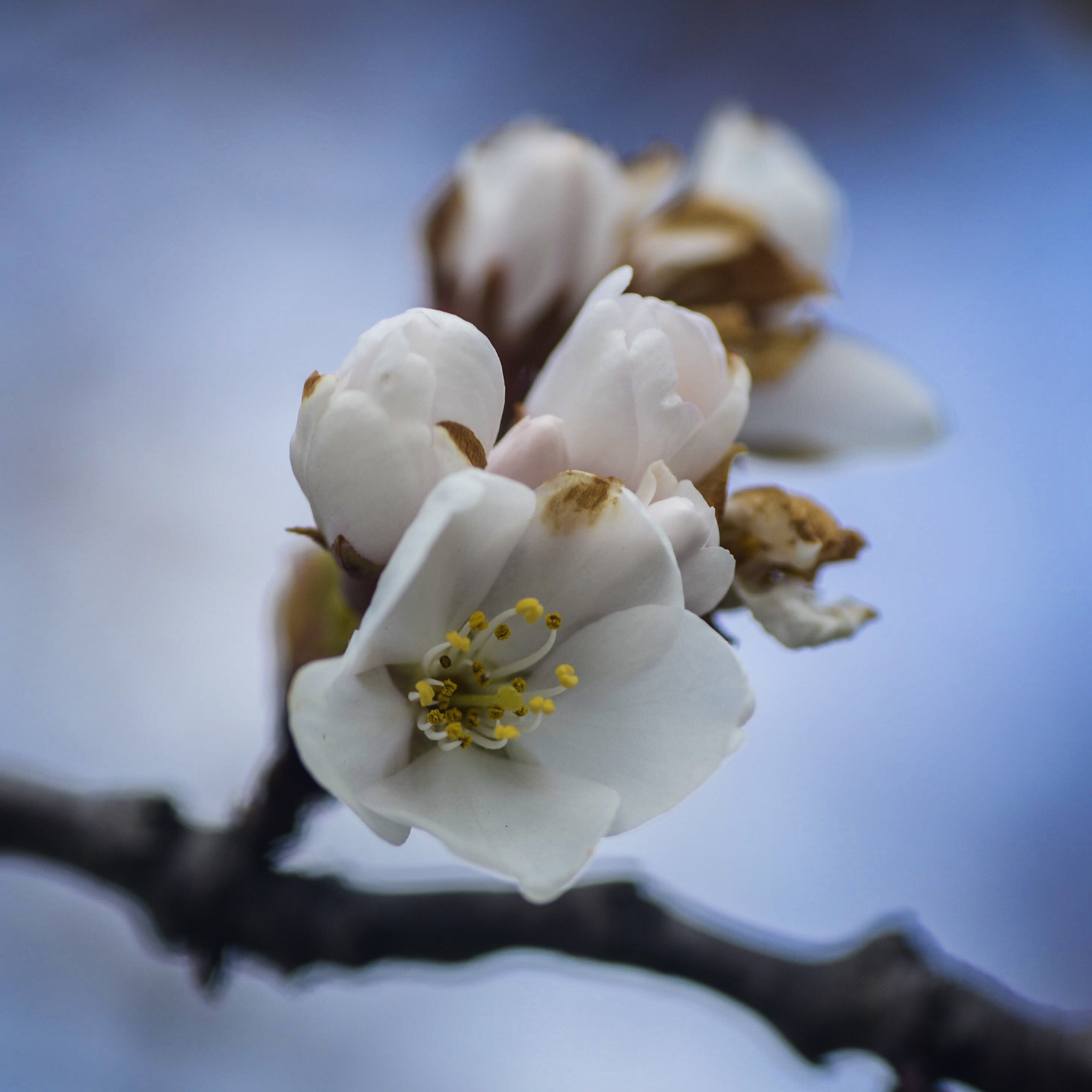 Tamron SP AF 90mm F2.8 Di Macro sample photo. Slightly damage but still beautiful photography
