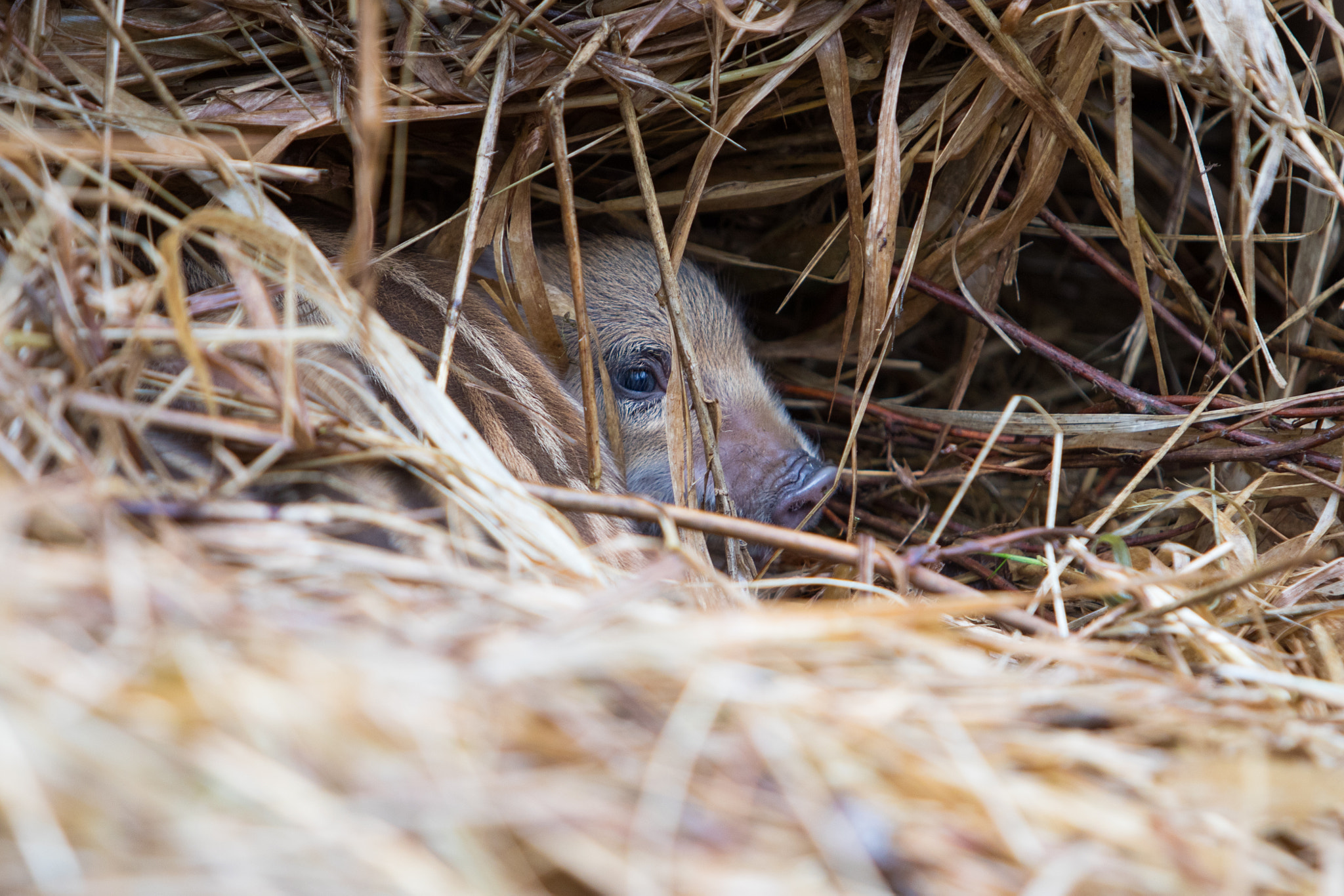 Canon EF 70-200mm F2.8L USM sample photo. Wild boar photography