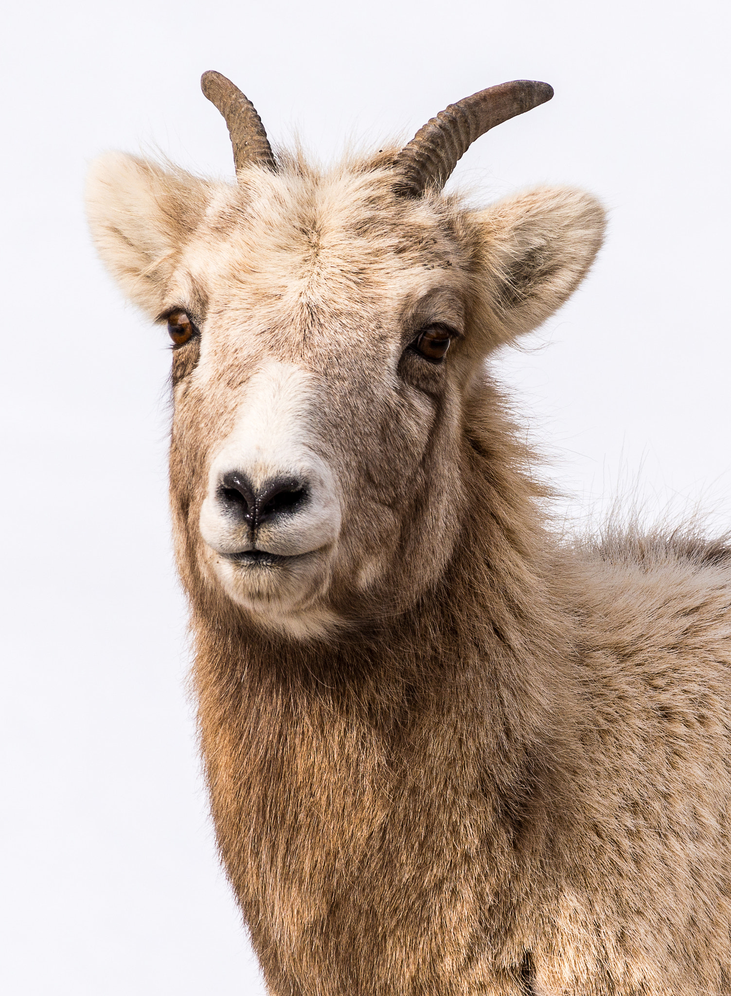Nikon AF-S Nikkor 200-500mm F5.6E ED VR sample photo. Rocky mountain sheep photography