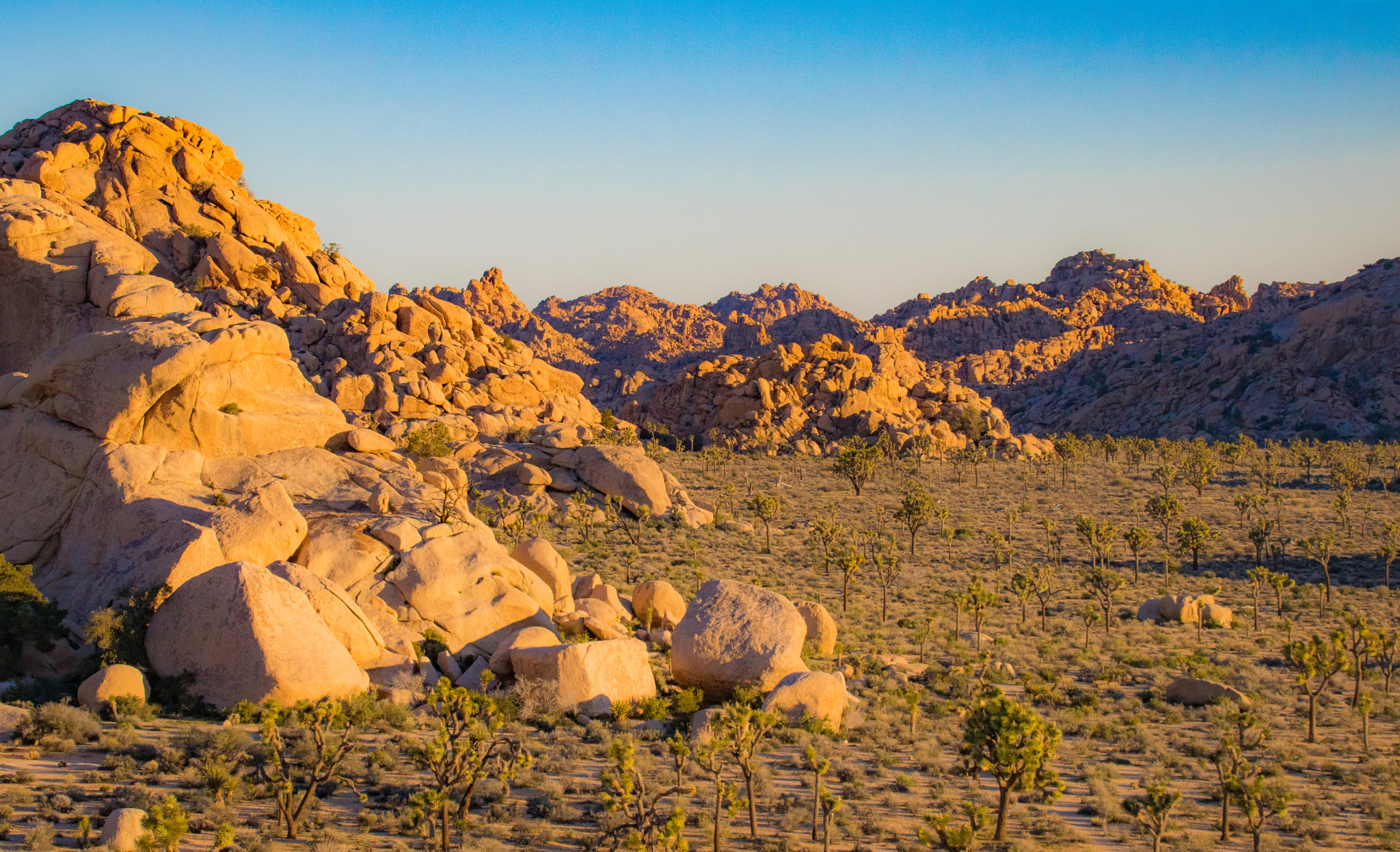 Canon EOS 750D (EOS Rebel T6i / EOS Kiss X8i) + Canon EF 75-300mm F4.0-5.6 IS USM sample photo. Joshua tree sunrise photography