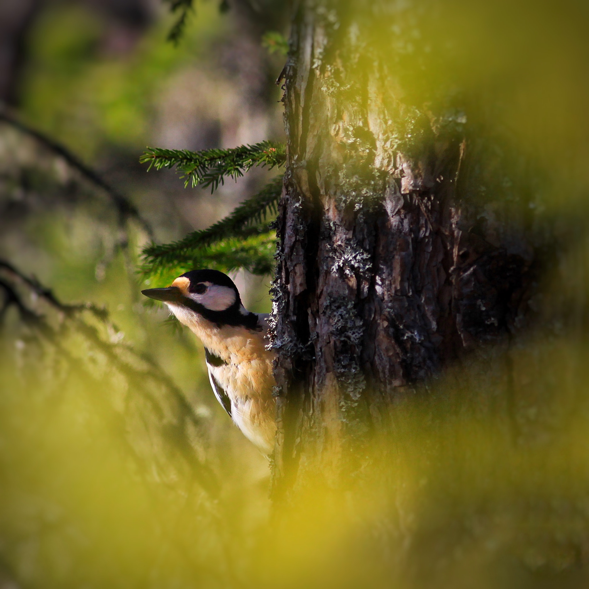 Canon EOS 50D + Canon EF 300mm F4L IS USM sample photo. Peekaboo! photography