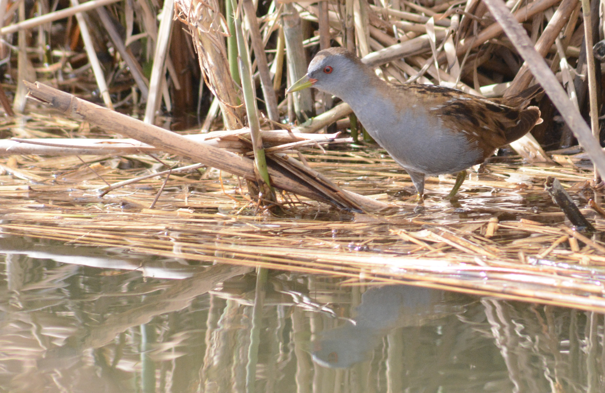 Sigma 70-300mm F4-5.6 APO DG Macro sample photo. Little crake : small rarity photography