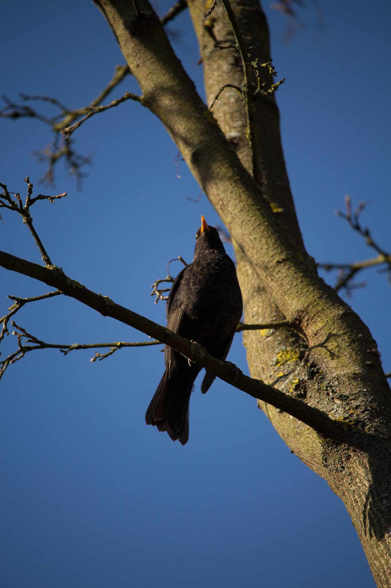 Canon EF-S 55-250mm F4-5.6 IS STM sample photo. Vogel photography