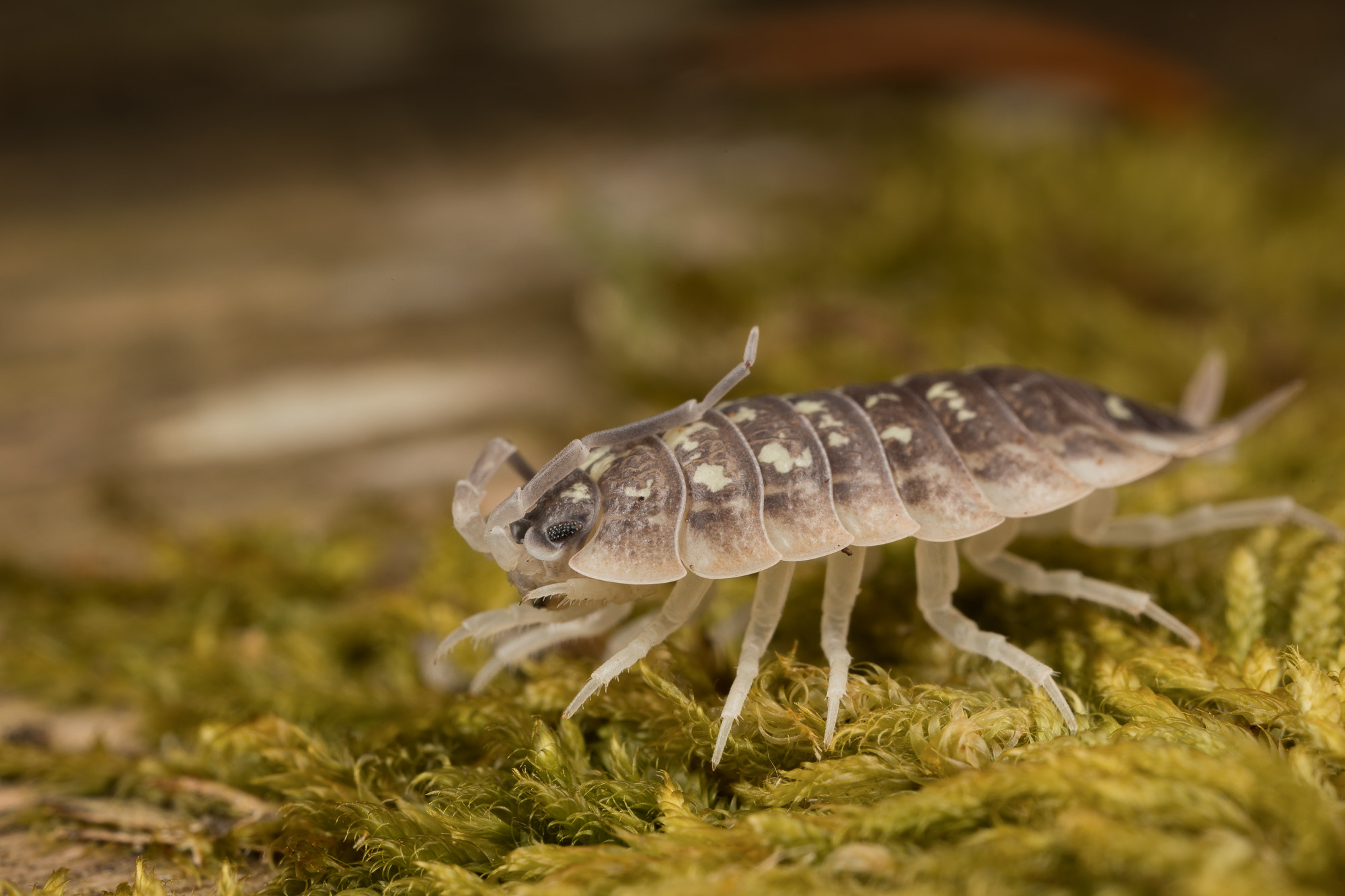 Canon MP-E 65mm F2.5 1-5x Macro Photo sample photo. Porcellio sp sevilla photography