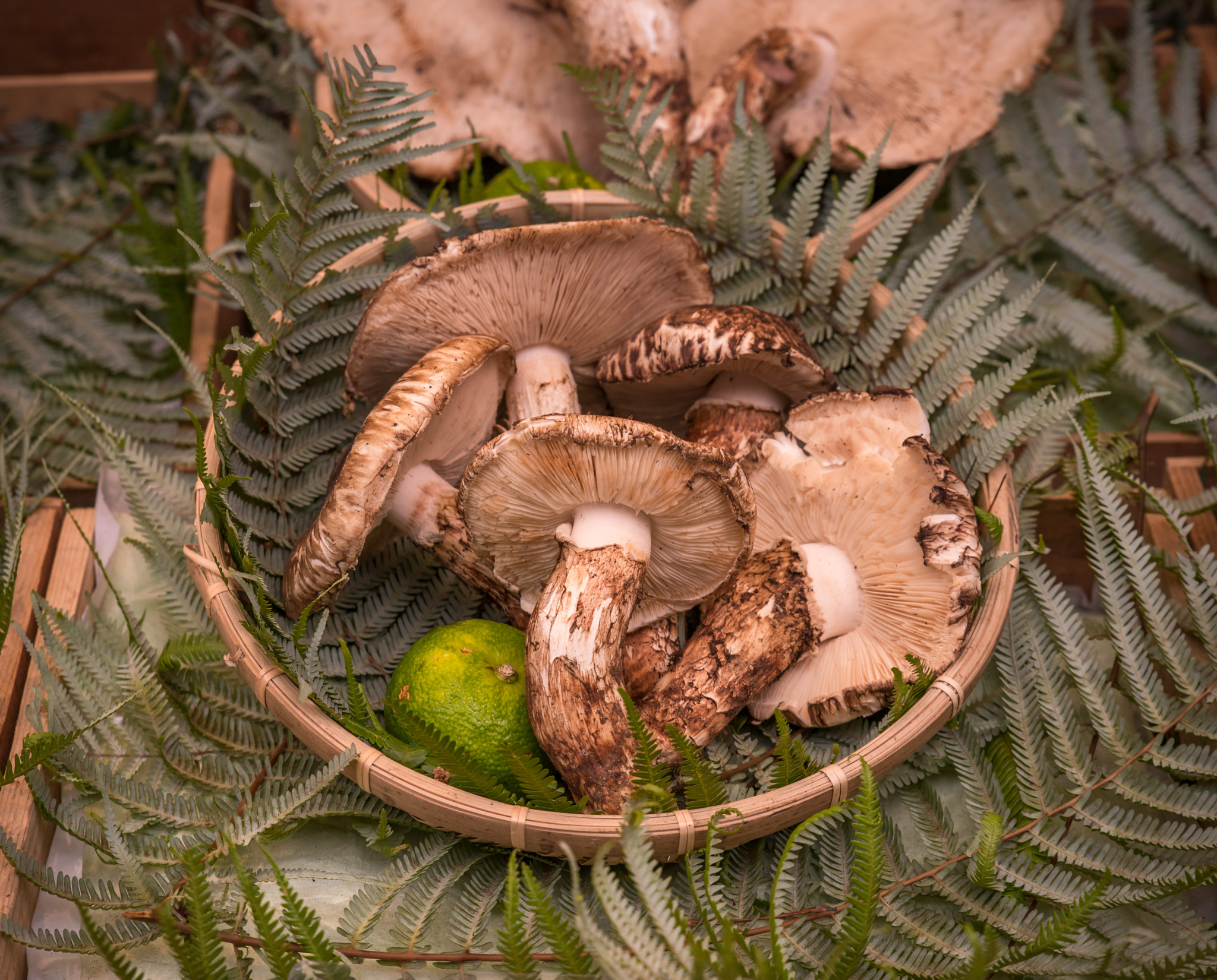 Tamron SP 24-70mm F2.8 Di VC USD sample photo. Japanese mushrooms photography