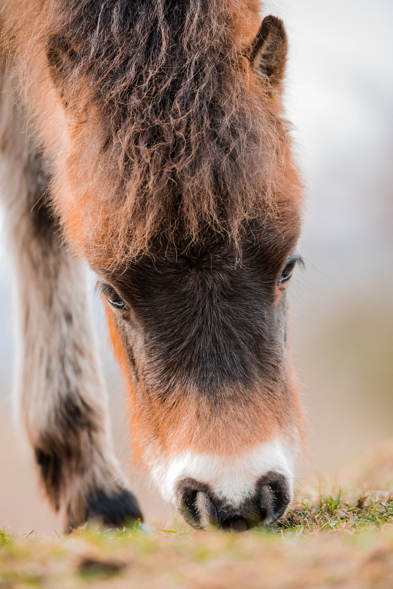 Nikon D750 sample photo. "my little pony" photography