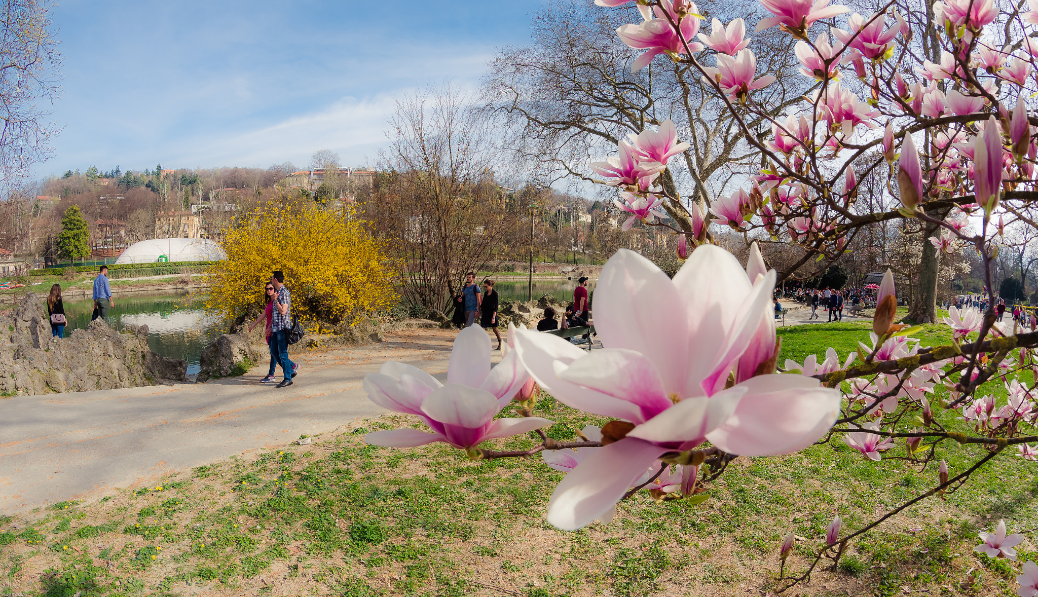 Nikon D7200 + Samyang 8mm F3.5 Aspherical IF MC Fisheye sample photo. Vision of spring photography