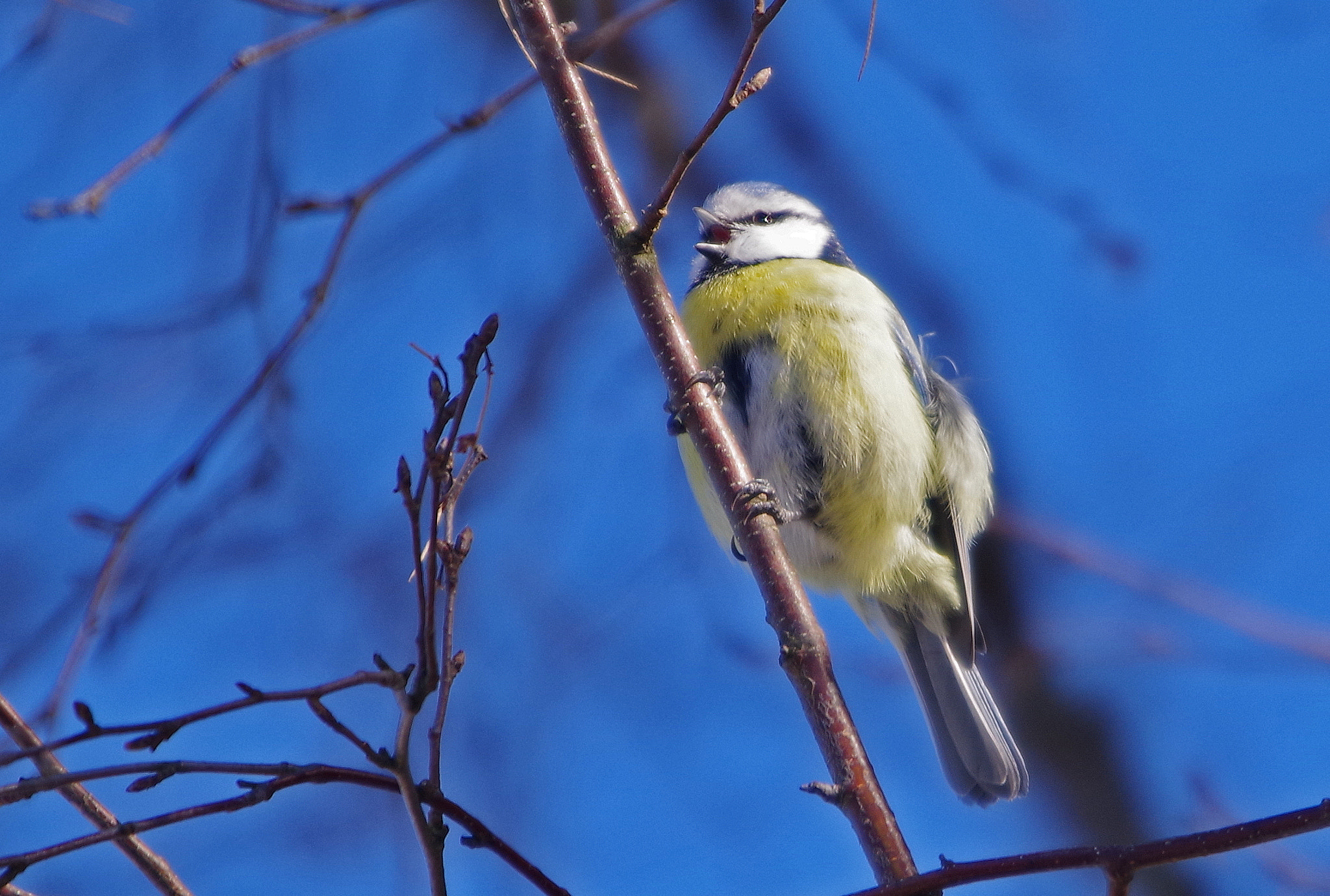 Sigma 120-400mm F4.5-5.6 DG OS HSM sample photo. Sing along photography