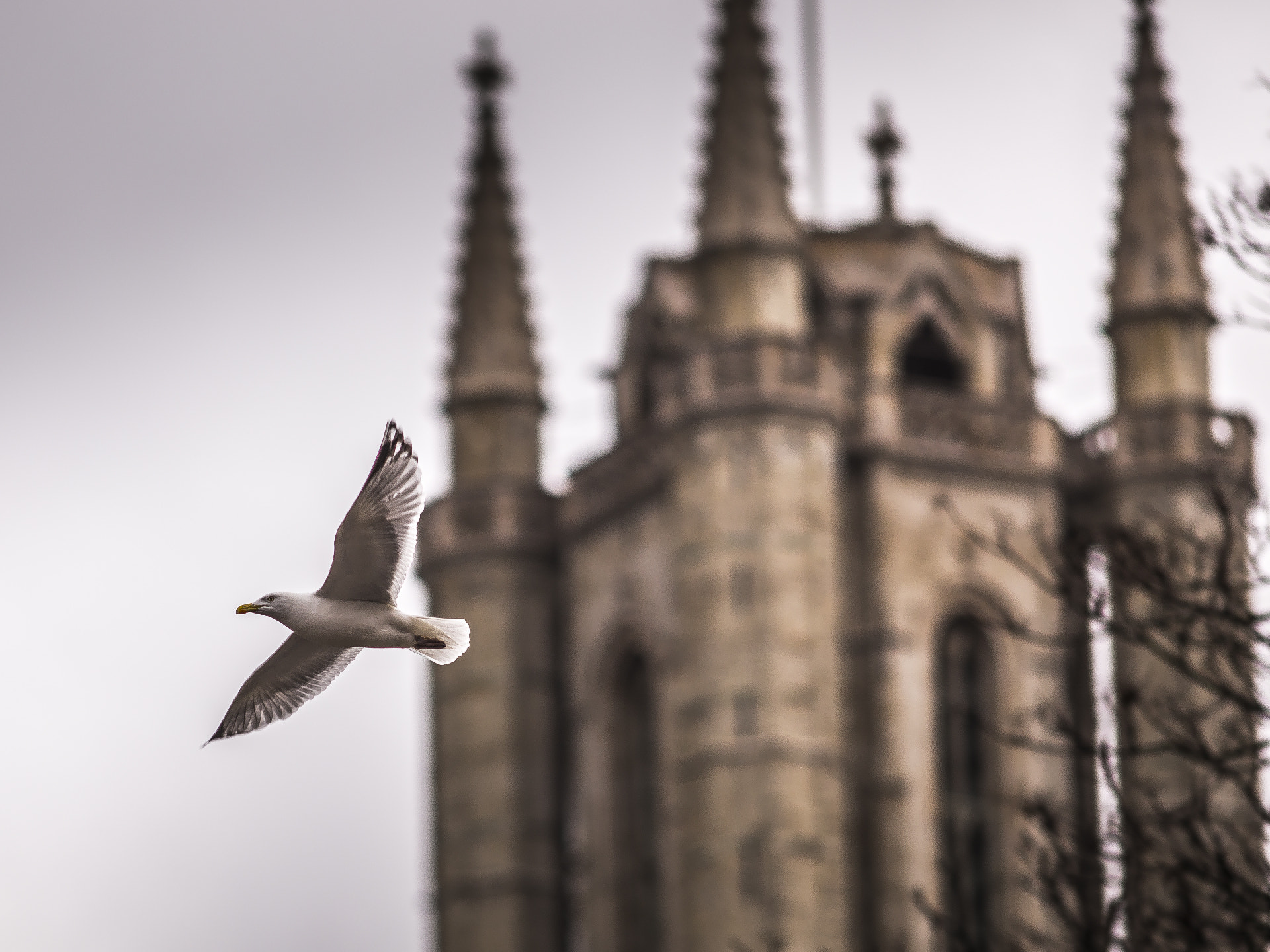 Canon EOS 6D + Canon EF 200mm F2.8L II USM sample photo. Seagull inland photography