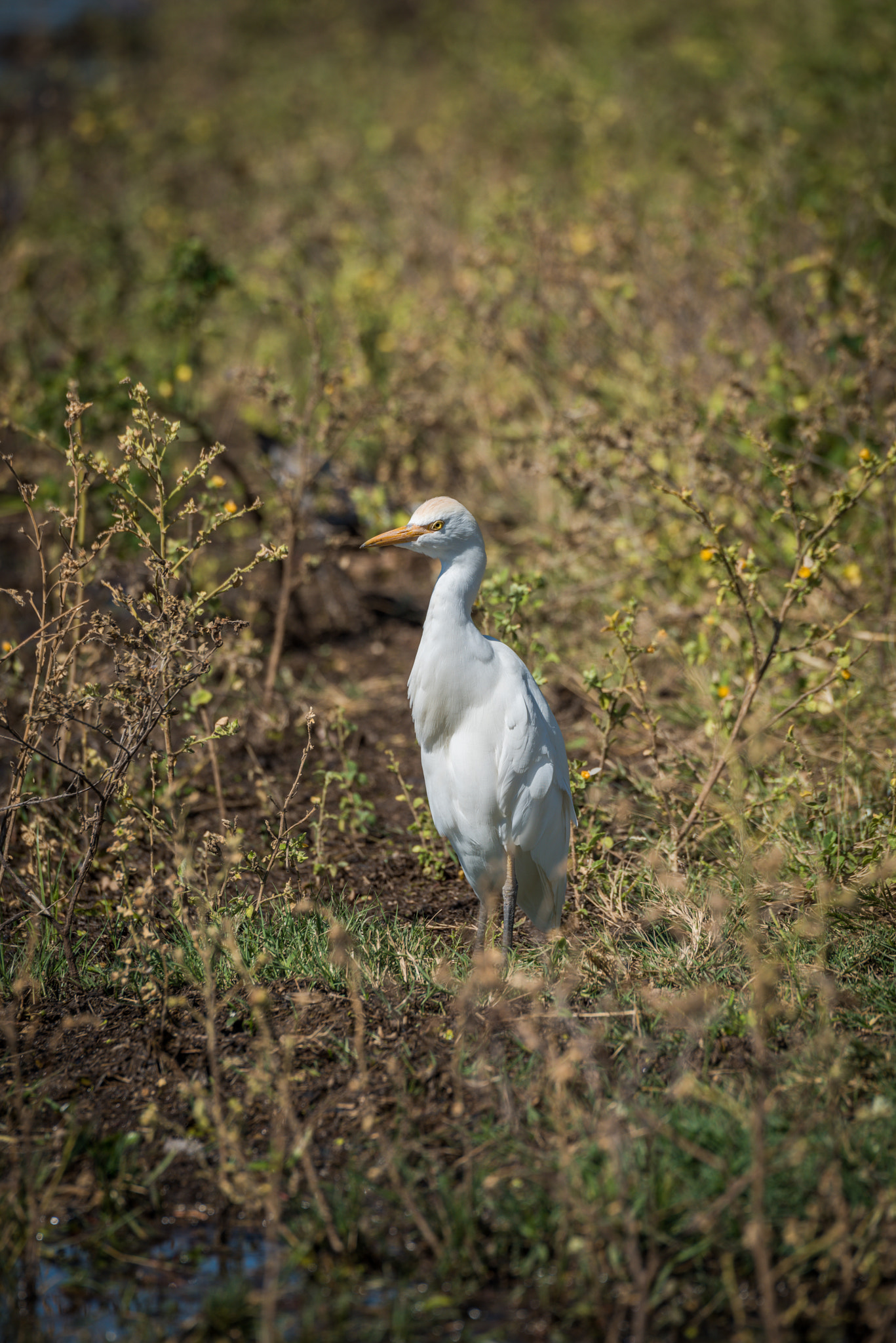 Nikon D810 sample photo. Cattle egret standing in bushes in sunshine photography