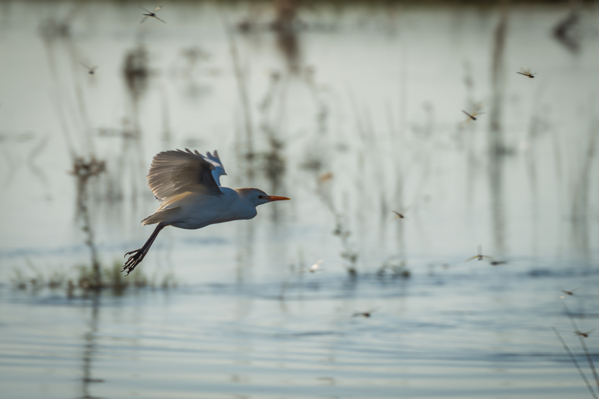 Nikon D810 sample photo. Cattle egret flying through swarm of dragonflies photography