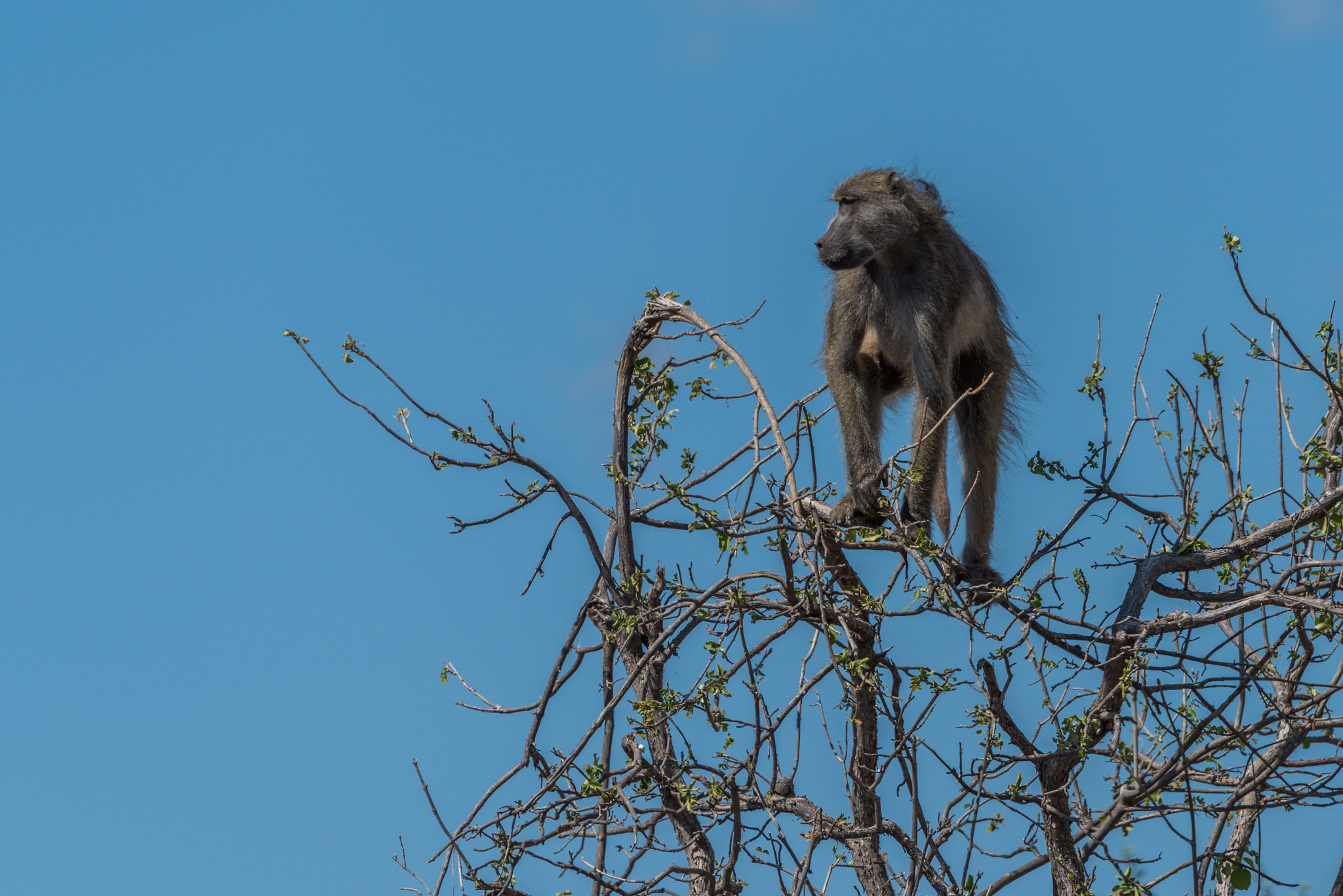 Nikon D810 + Nikon AF-S Nikkor 80-400mm F4.5-5.6G ED VR sample photo. Chacma baboon in tree against blue sky photography