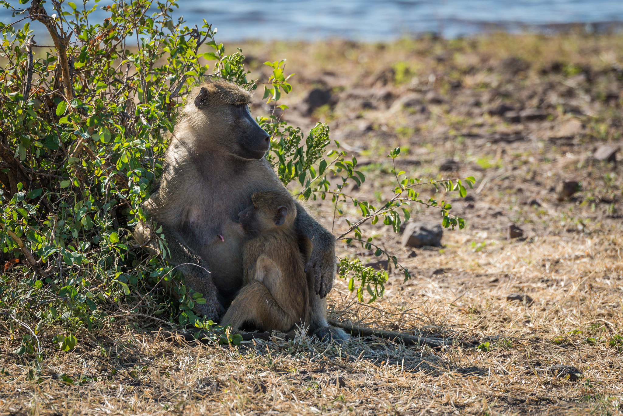 Nikon D810 + Nikon AF-S Nikkor 80-400mm F4.5-5.6G ED VR sample photo. Chacma baboon mother nursing baby beside bush photography