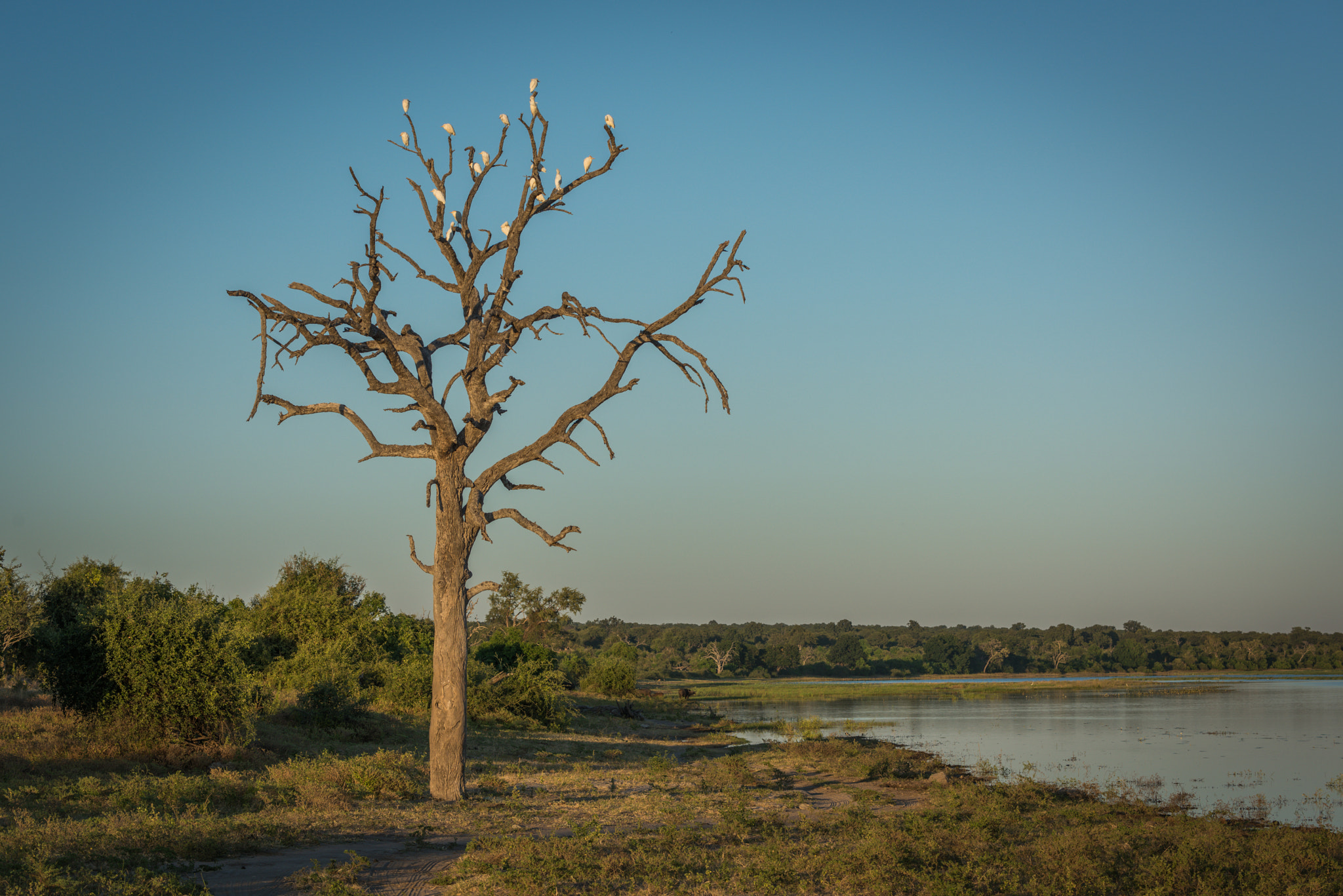 Nikon D810 sample photo. Cattle egrets in dead tree beside river photography