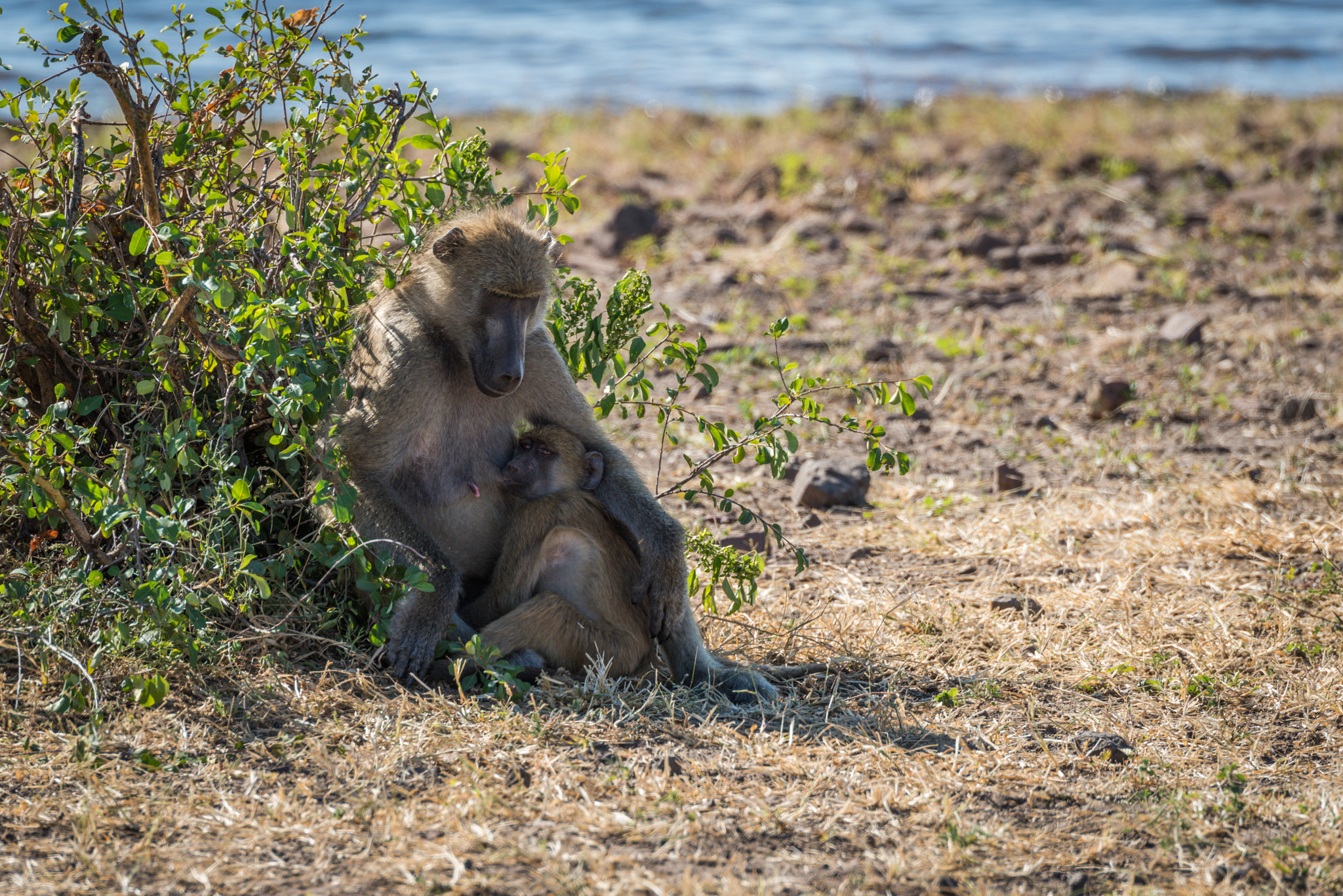 Nikon D810 sample photo. Chacma baboon mother nursing baby beside river photography