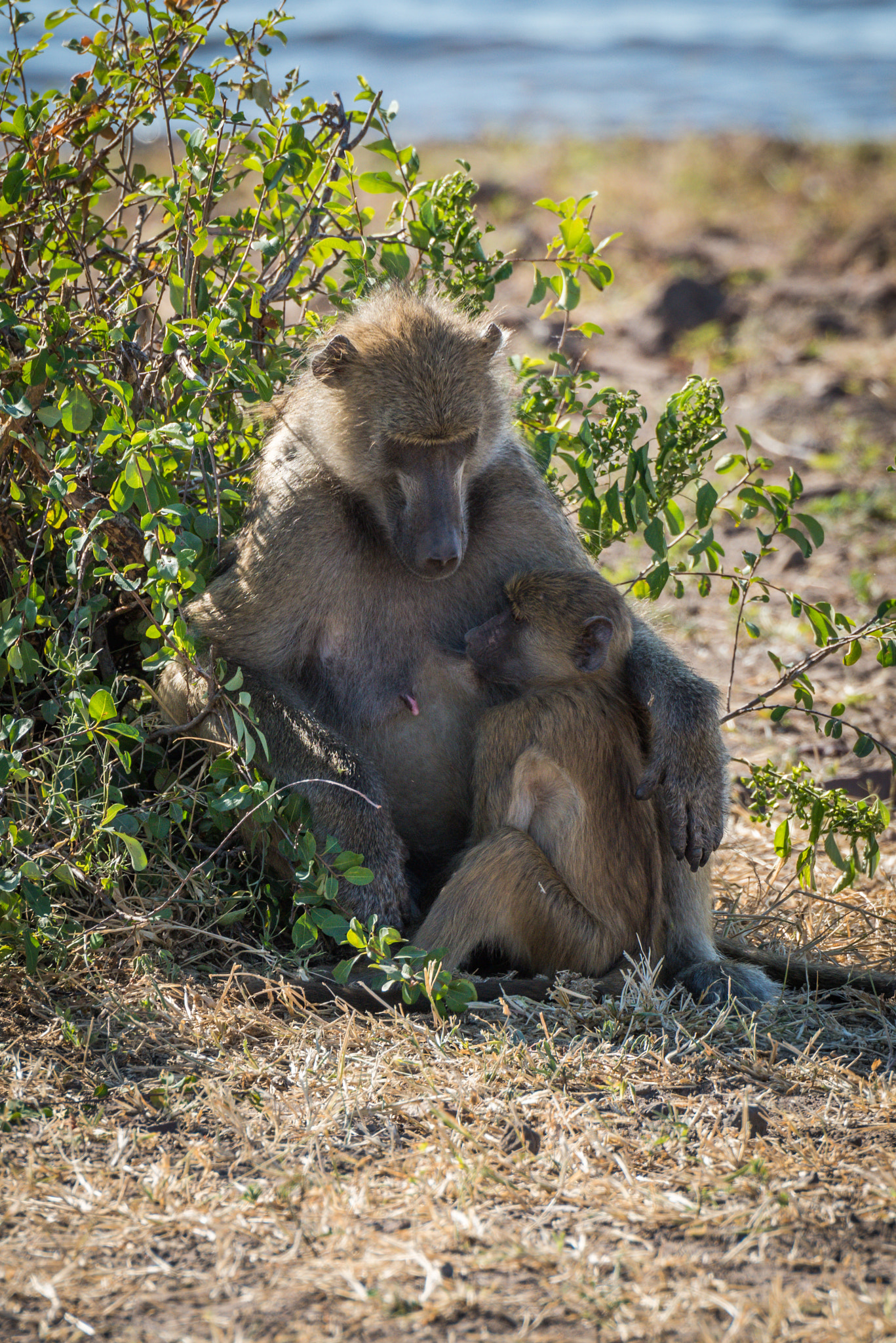 Nikon D810 sample photo. Chacma baboon mother nursing baby by bush photography