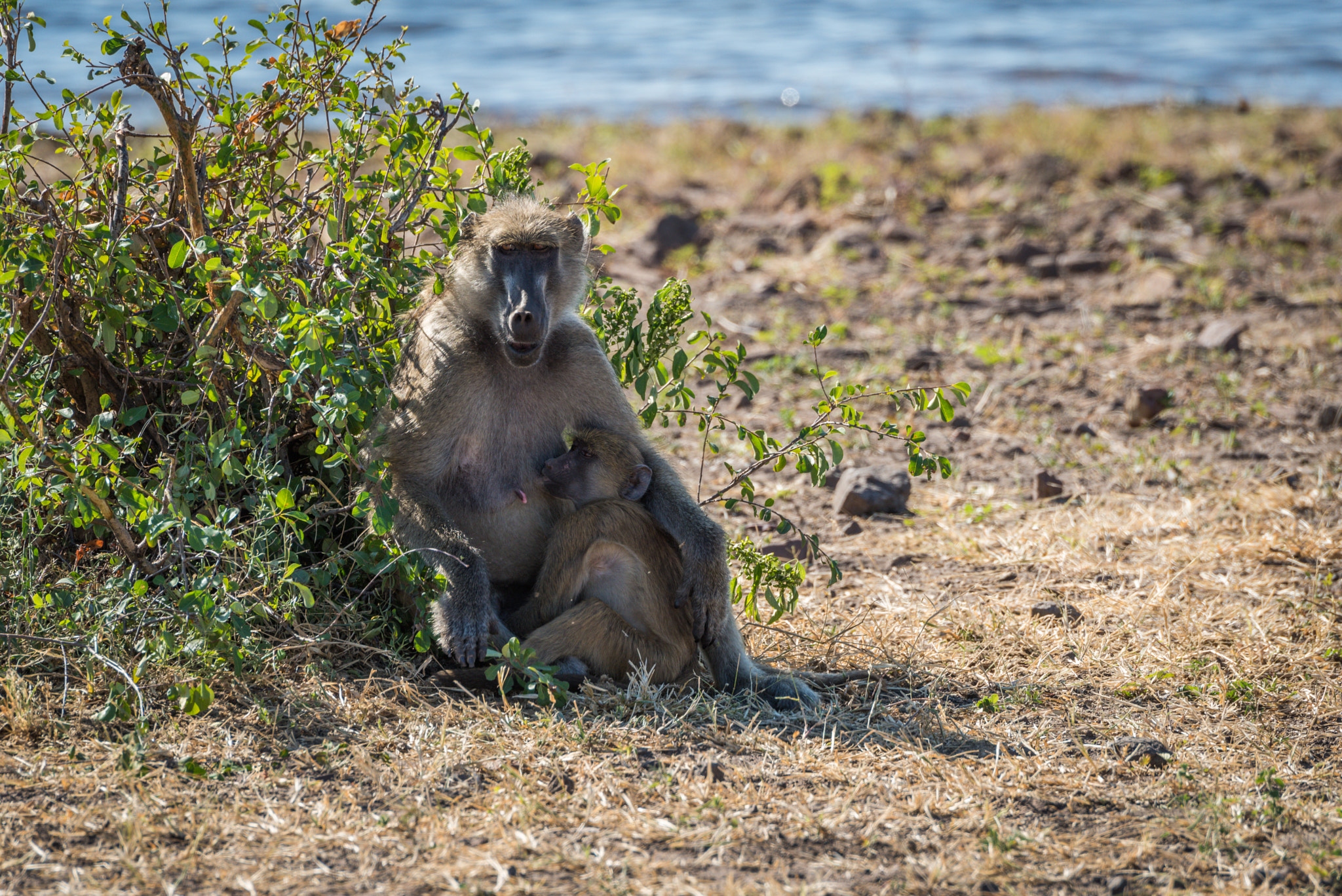 Nikon D810 sample photo. Chacma baboon mother nursing baby on riverbank photography