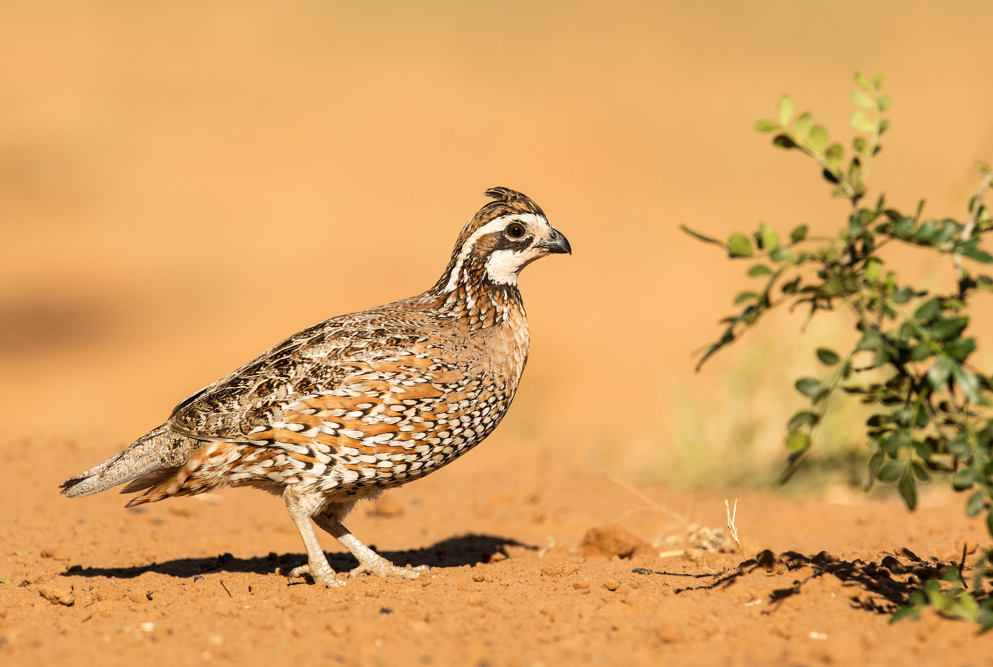 Nikon D5 + Nikon AF-S Nikkor 600mm F4E FL ED VR sample photo. Bobwhite quail photography