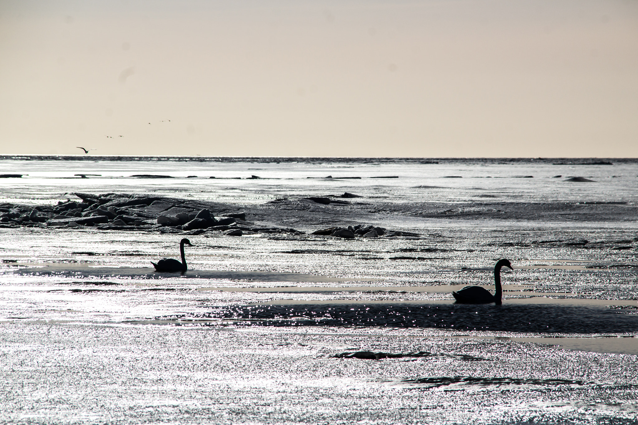 Canon EOS 1200D (EOS Rebel T5 / EOS Kiss X70 / EOS Hi) + Canon TS-E 90mm F2.8 Tilt-Shift sample photo. Birds on frozzen sea photography