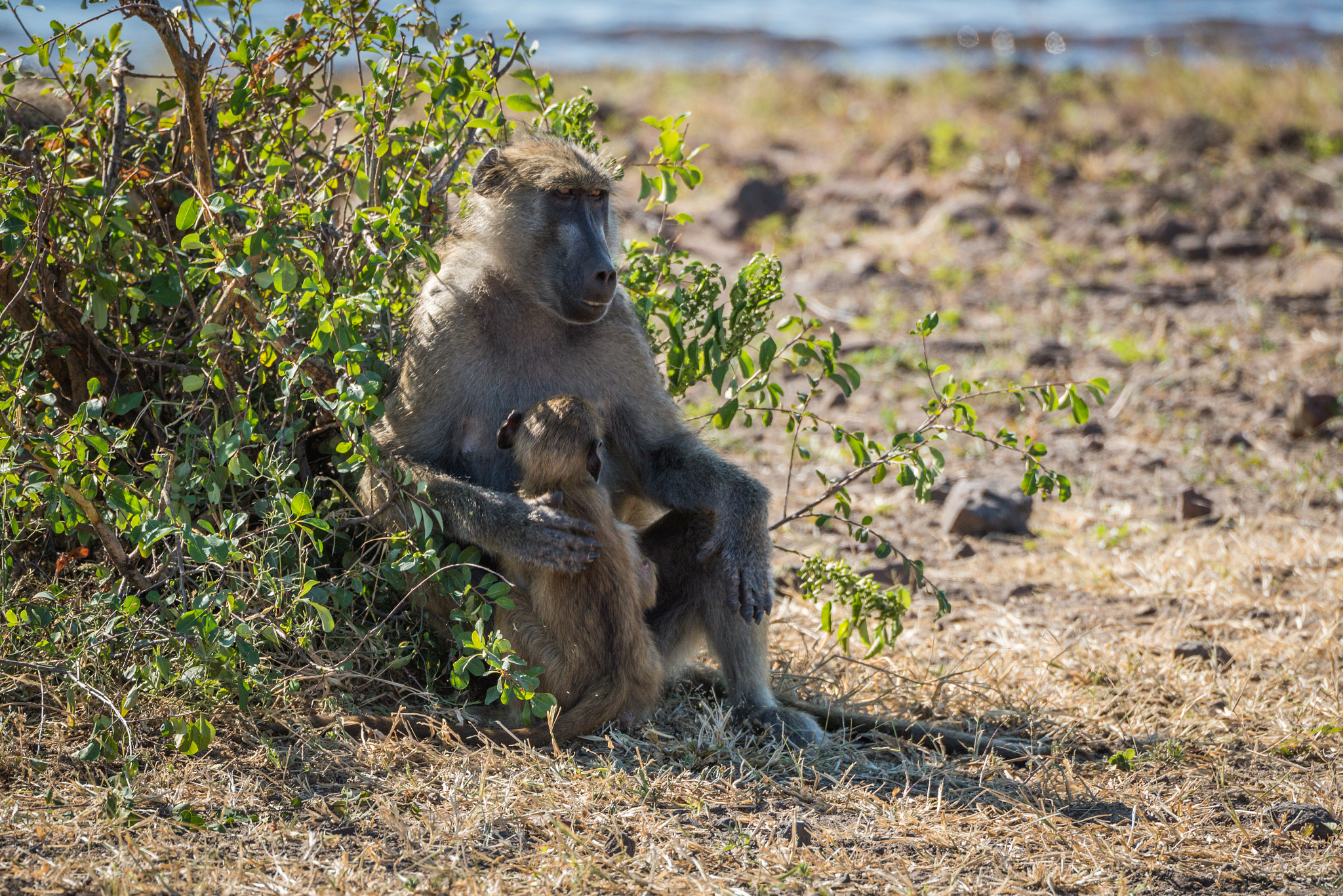 Nikon D810 + Nikon AF-S Nikkor 80-400mm F4.5-5.6G ED VR sample photo. Chacma baboon mother with baby beside bush photography
