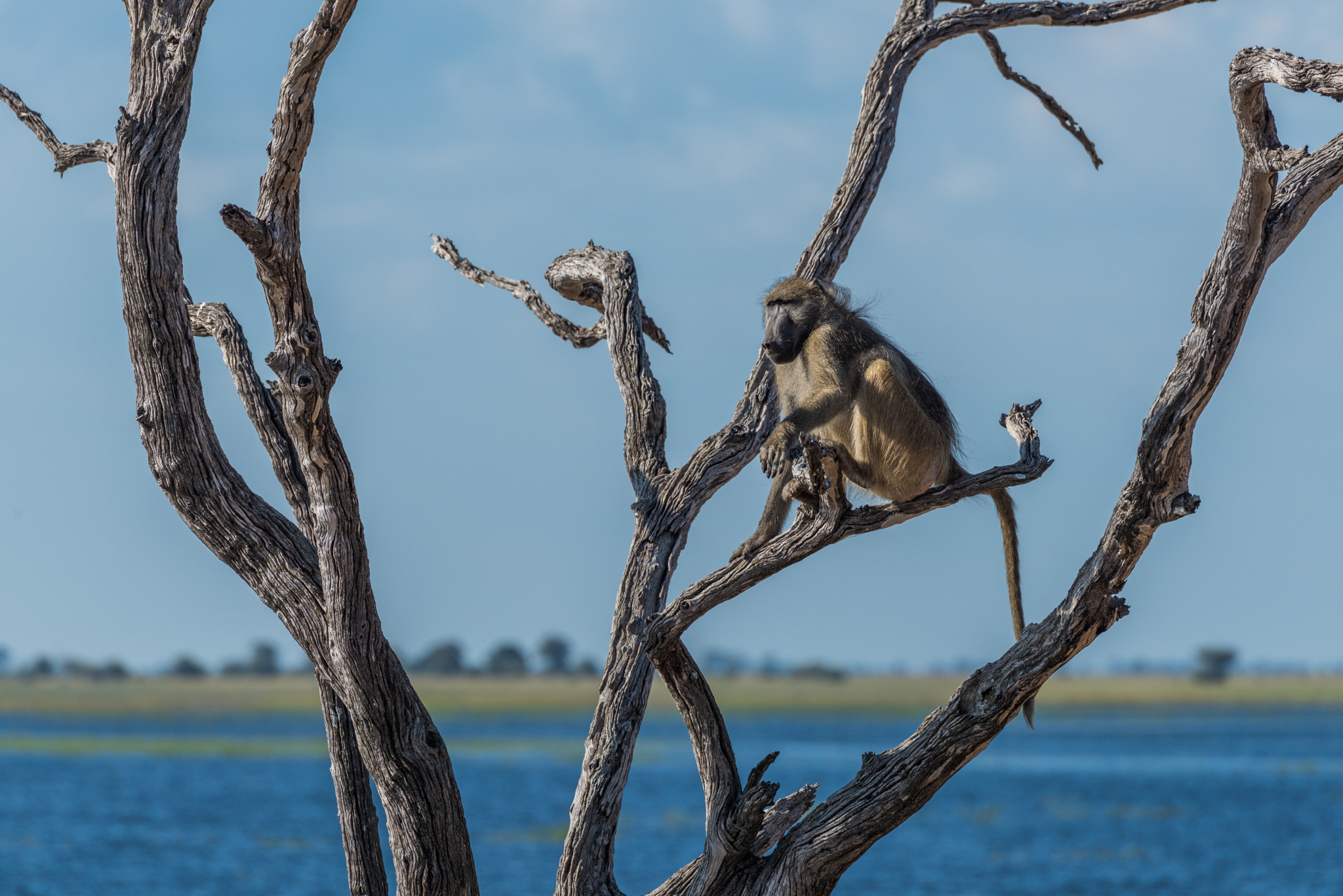Nikon D810 sample photo. Chacma baboon sitting beside river in tree photography