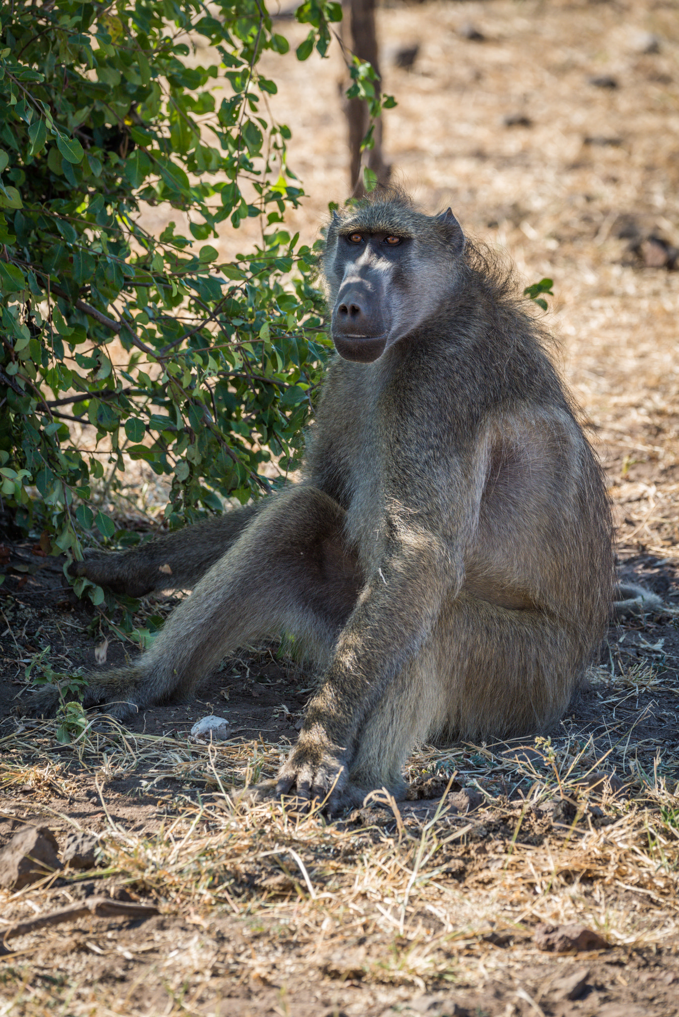 Nikon D810 + Nikon AF-S Nikkor 80-400mm F4.5-5.6G ED VR sample photo. Chacma baboon sitting by bush on ground photography