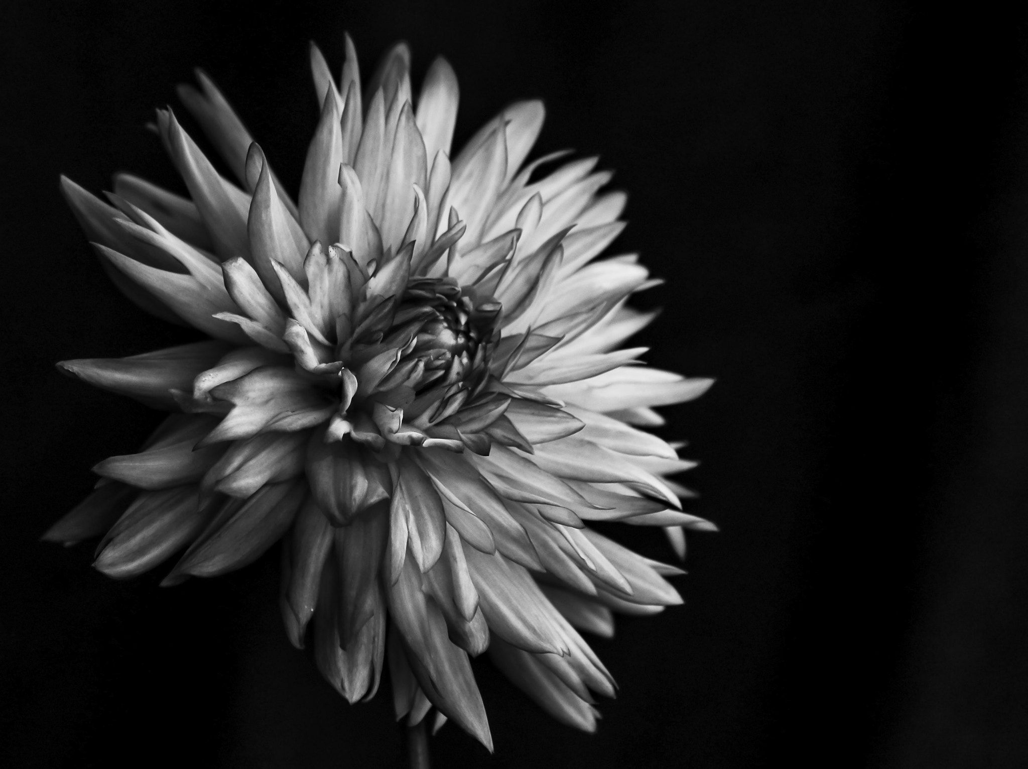 Canon EF-S 55-250mm F4-5.6 IS II sample photo. Dahlia photography