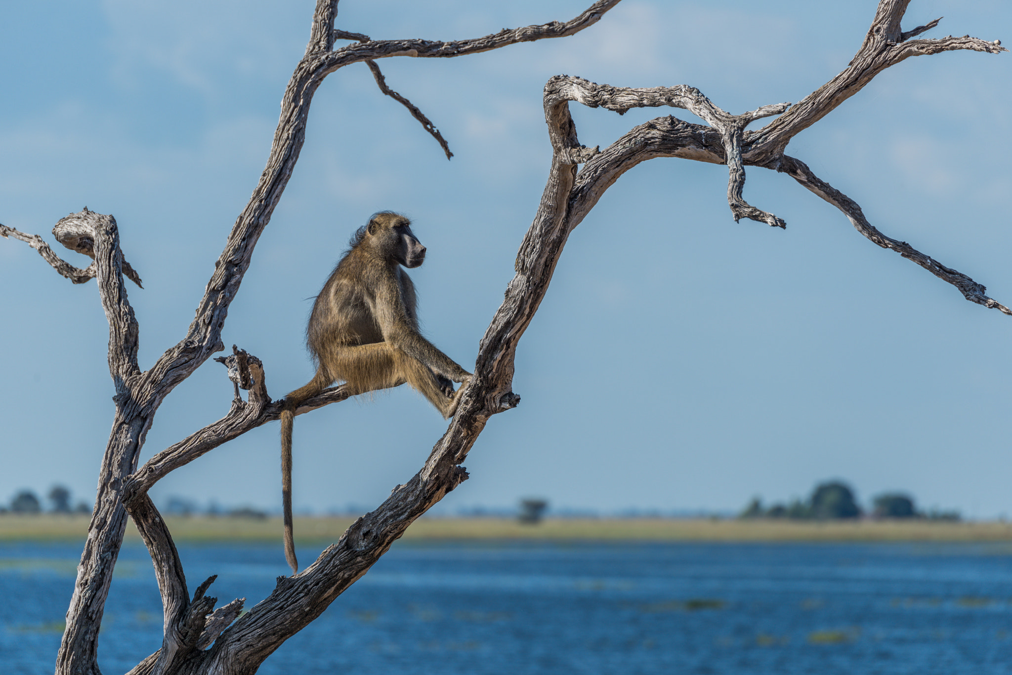 Nikon D810 sample photo. Chacma baboon sitting by river in tree photography