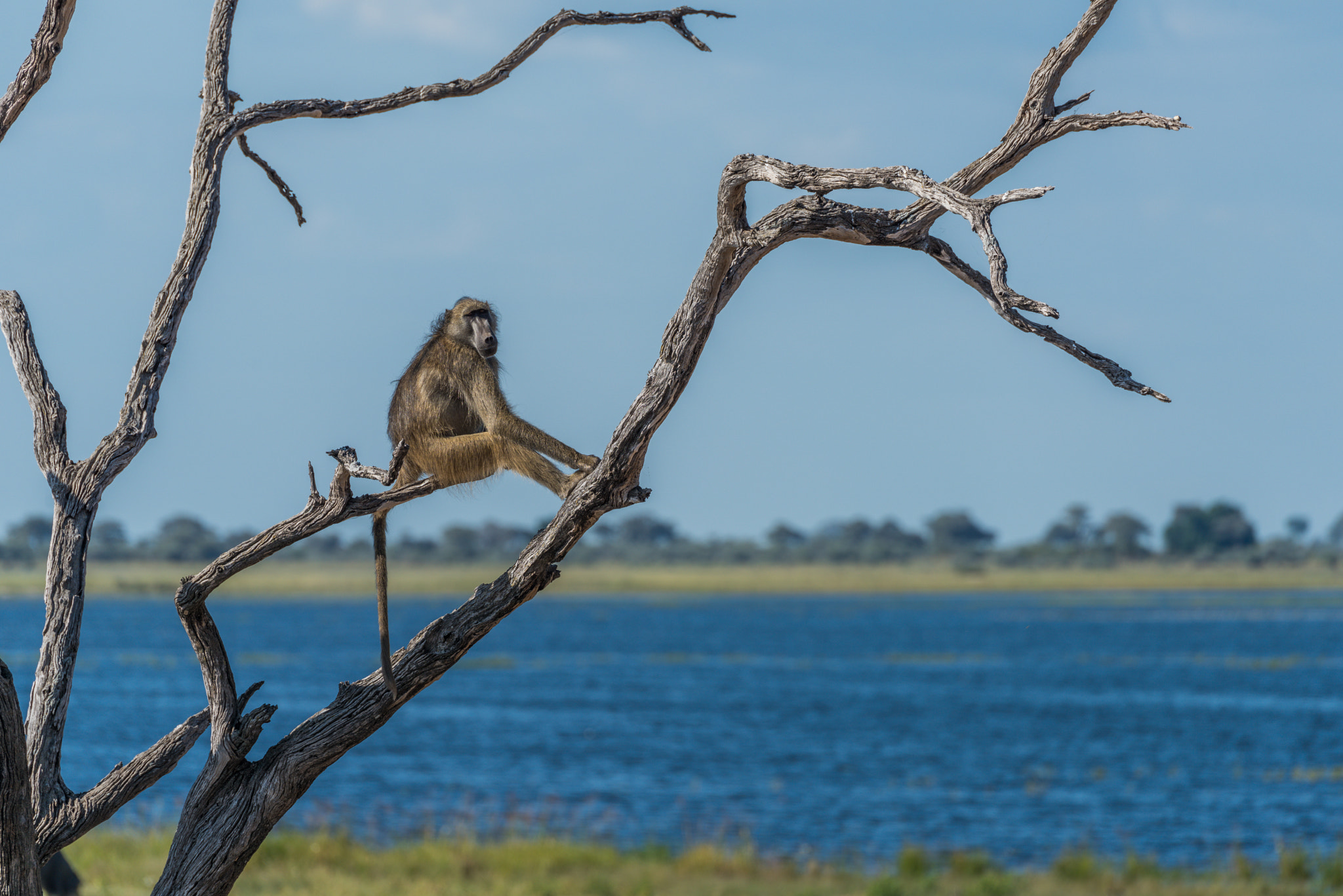 Nikon D810 + Nikon AF-S Nikkor 80-400mm F4.5-5.6G ED VR sample photo. Chacma baboon sitting in tree by river photography