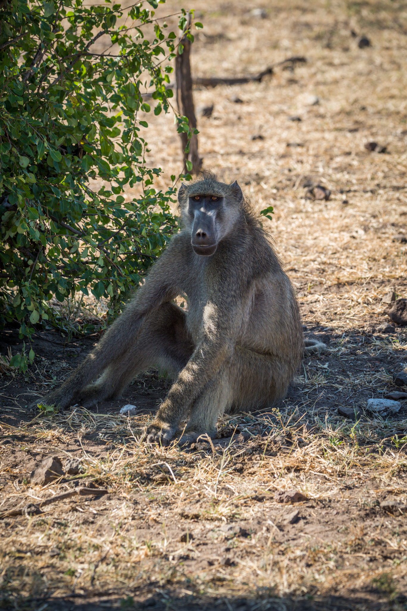 Nikon D810 + Nikon AF-S Nikkor 80-400mm F4.5-5.6G ED VR sample photo. Chacma baboon sitting on ground by bush photography