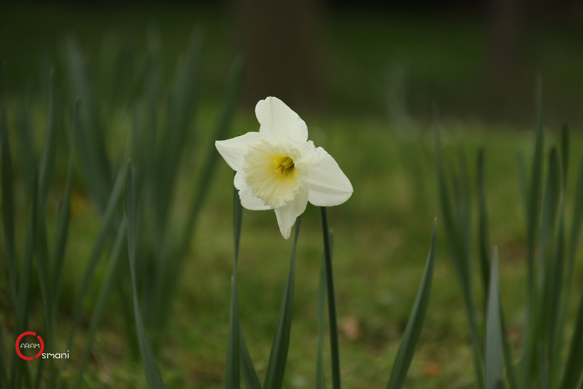 Canon EOS 7D Mark II sample photo. Parc montsouris paris photography