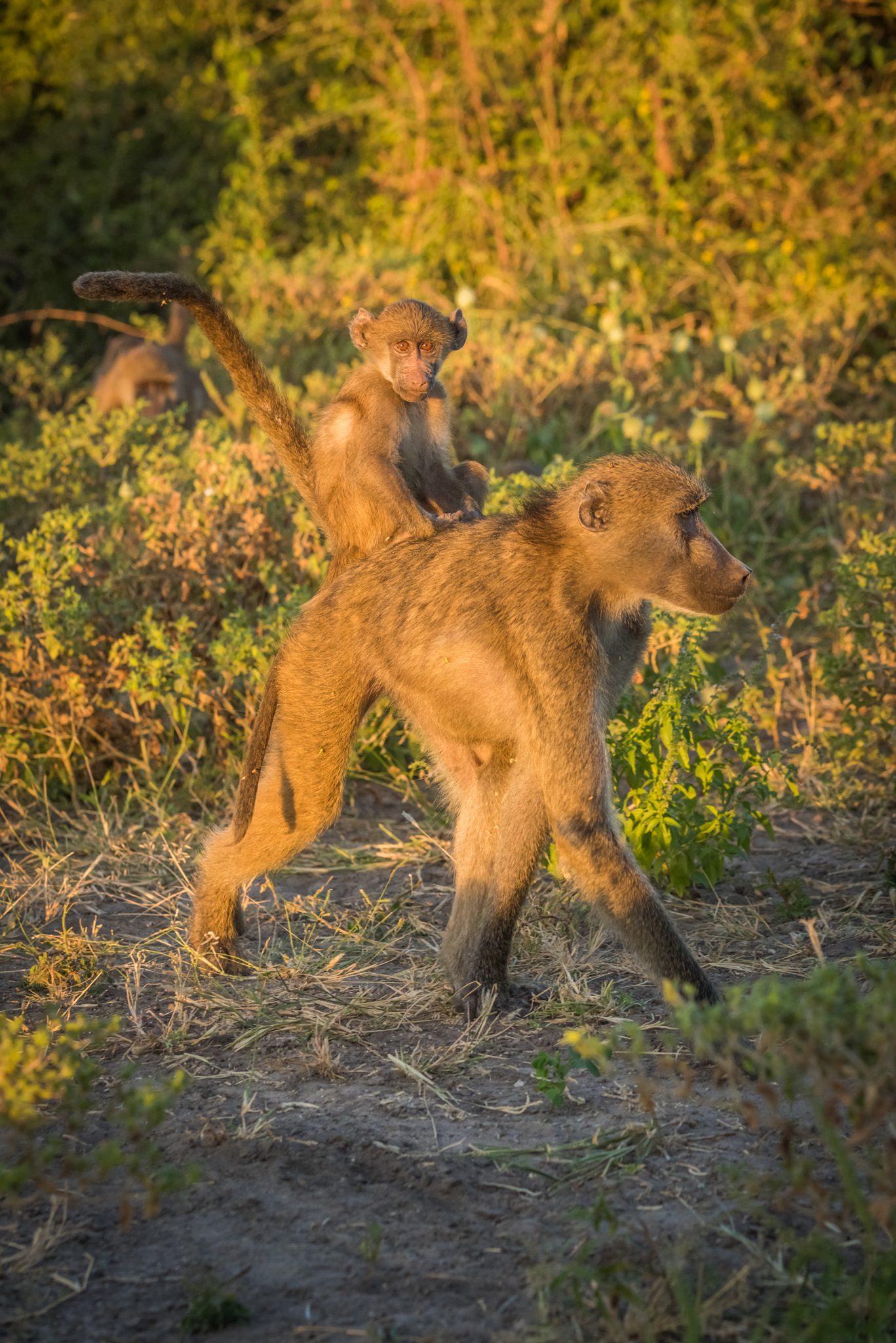 Nikon D810 + Nikon AF-S Nikkor 80-400mm F4.5-5.6G ED VR sample photo. Chacma baboon walking with baby on back photography