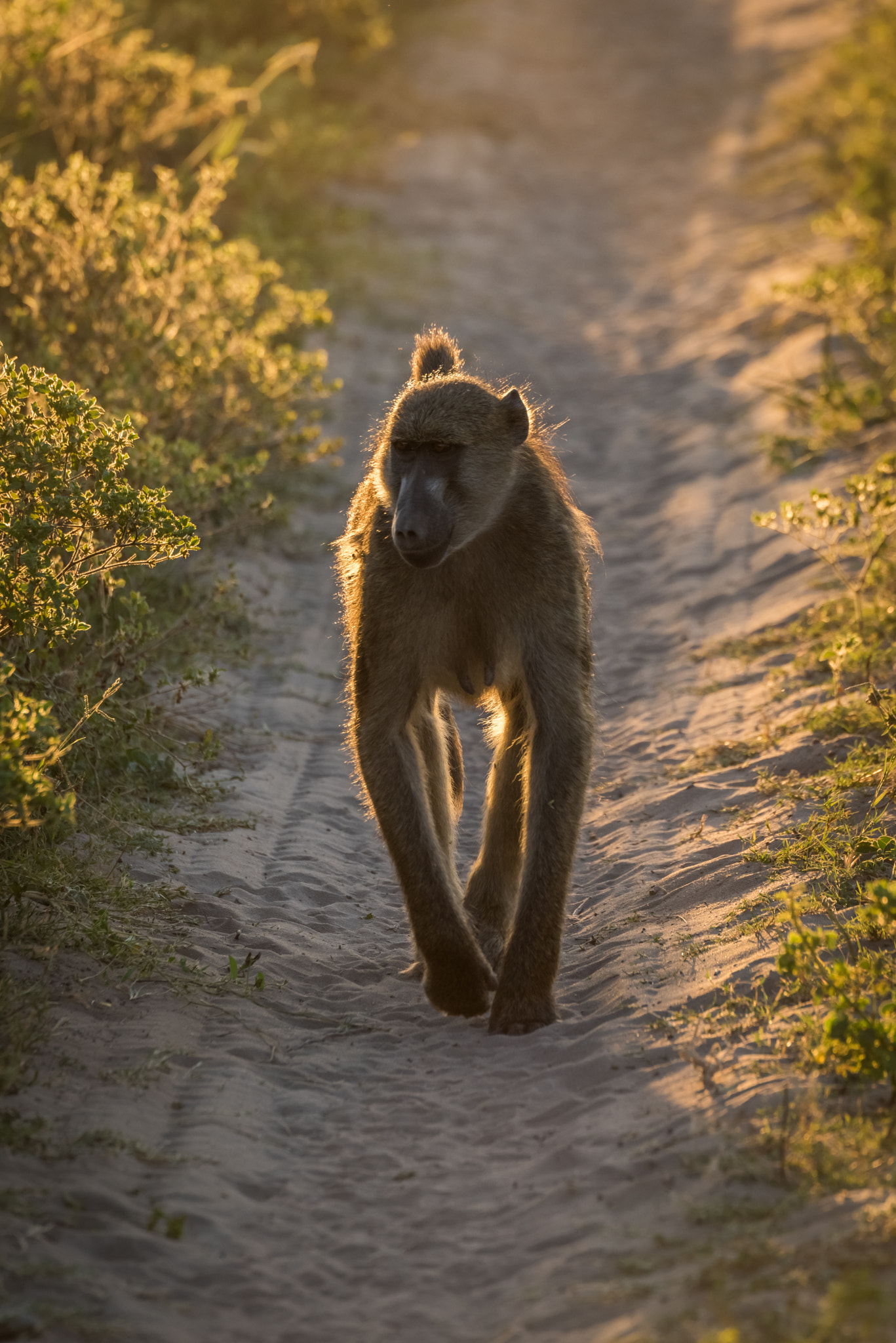 Nikon D810 sample photo. Chacma baboon walking down track at dusk photography
